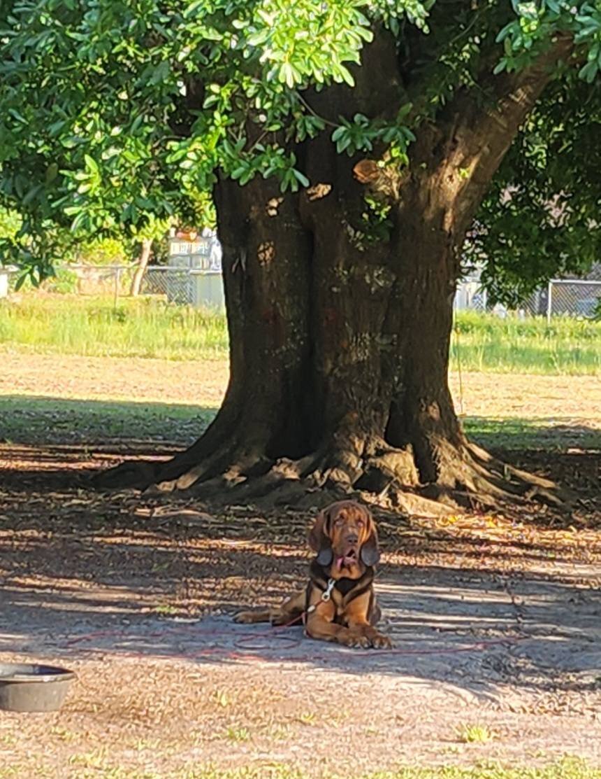 Bloodhound Male 5yo image 5
