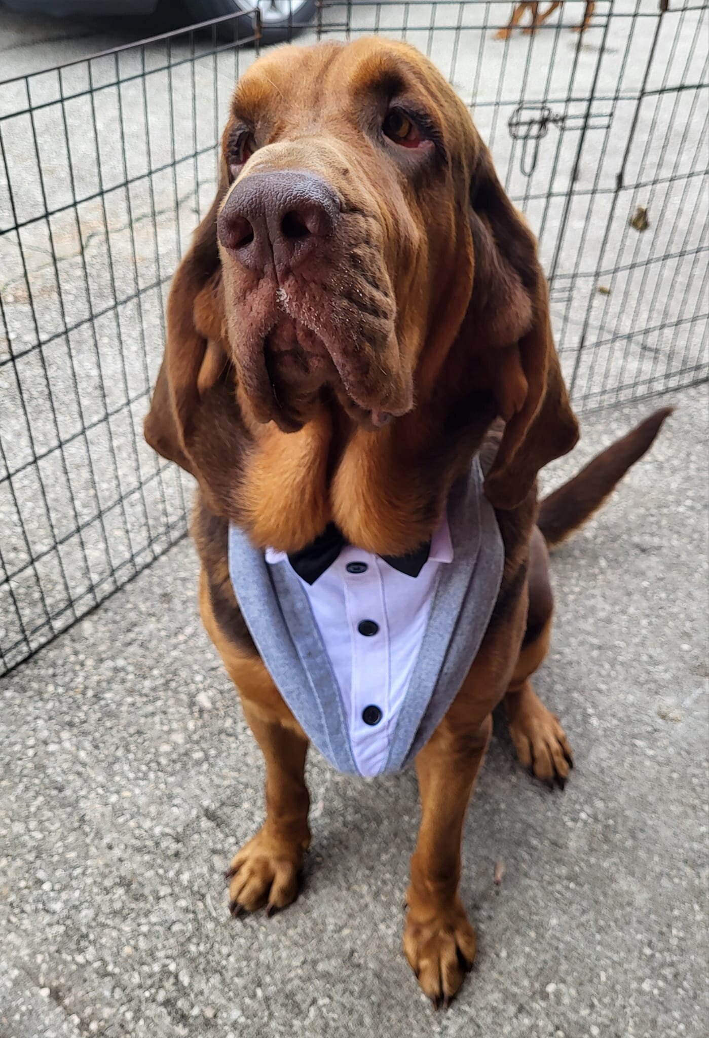 Bloodhound Male 5yo image 6