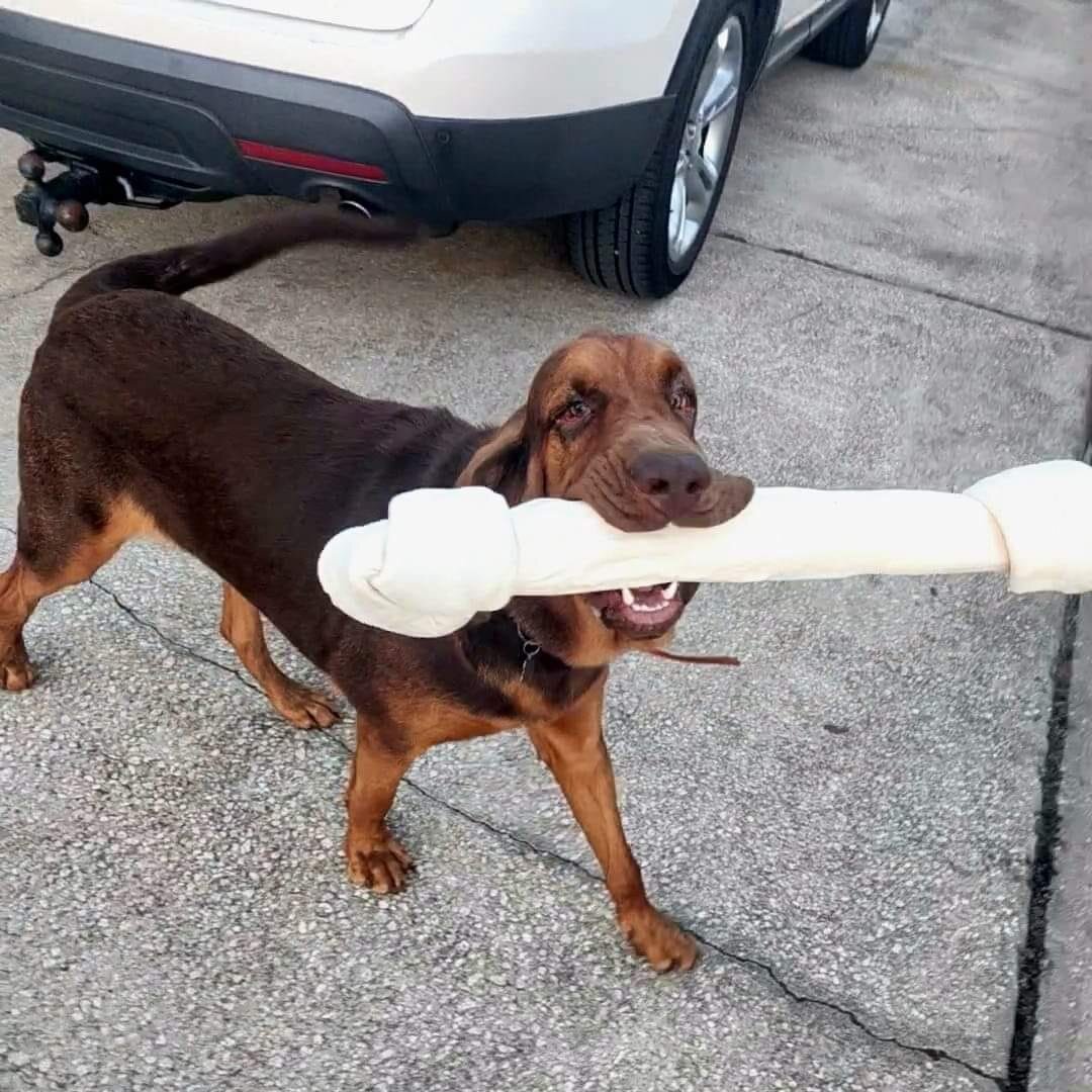 Bloodhound Male 5yo image 7