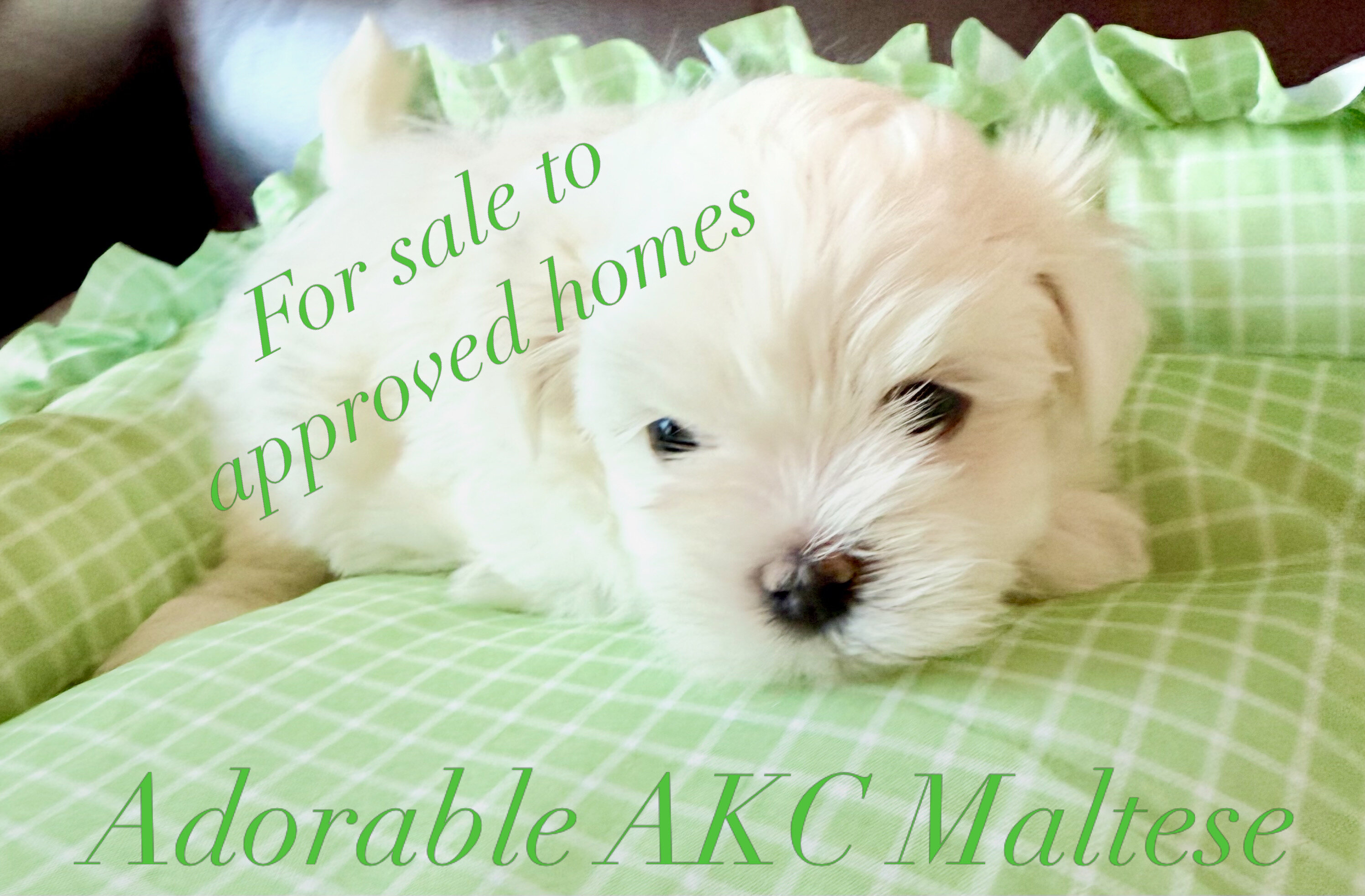 Adorable Quality AKC Maltese Puppies image 3