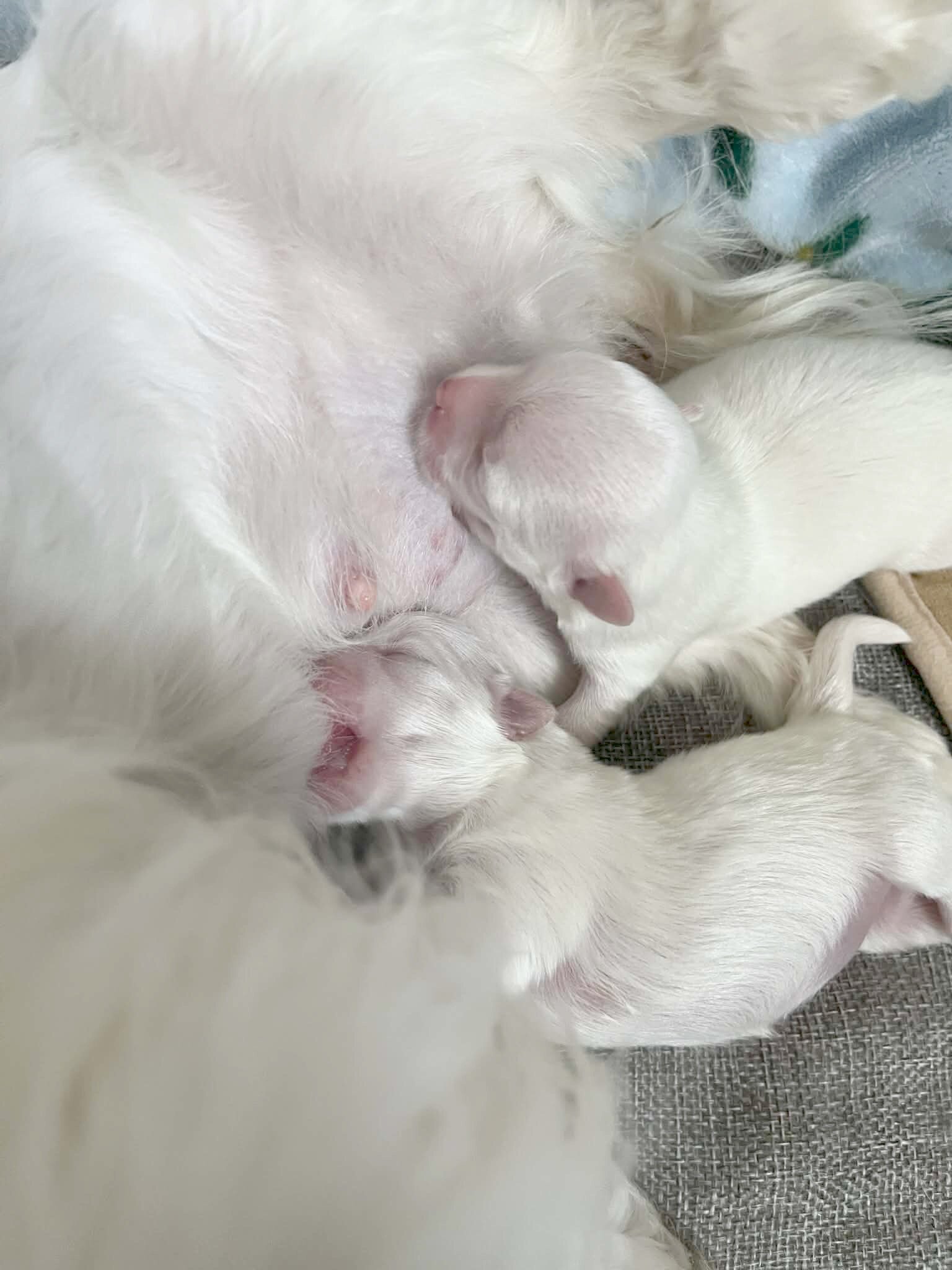 Adorable Quality AKC Maltese Puppies image 10