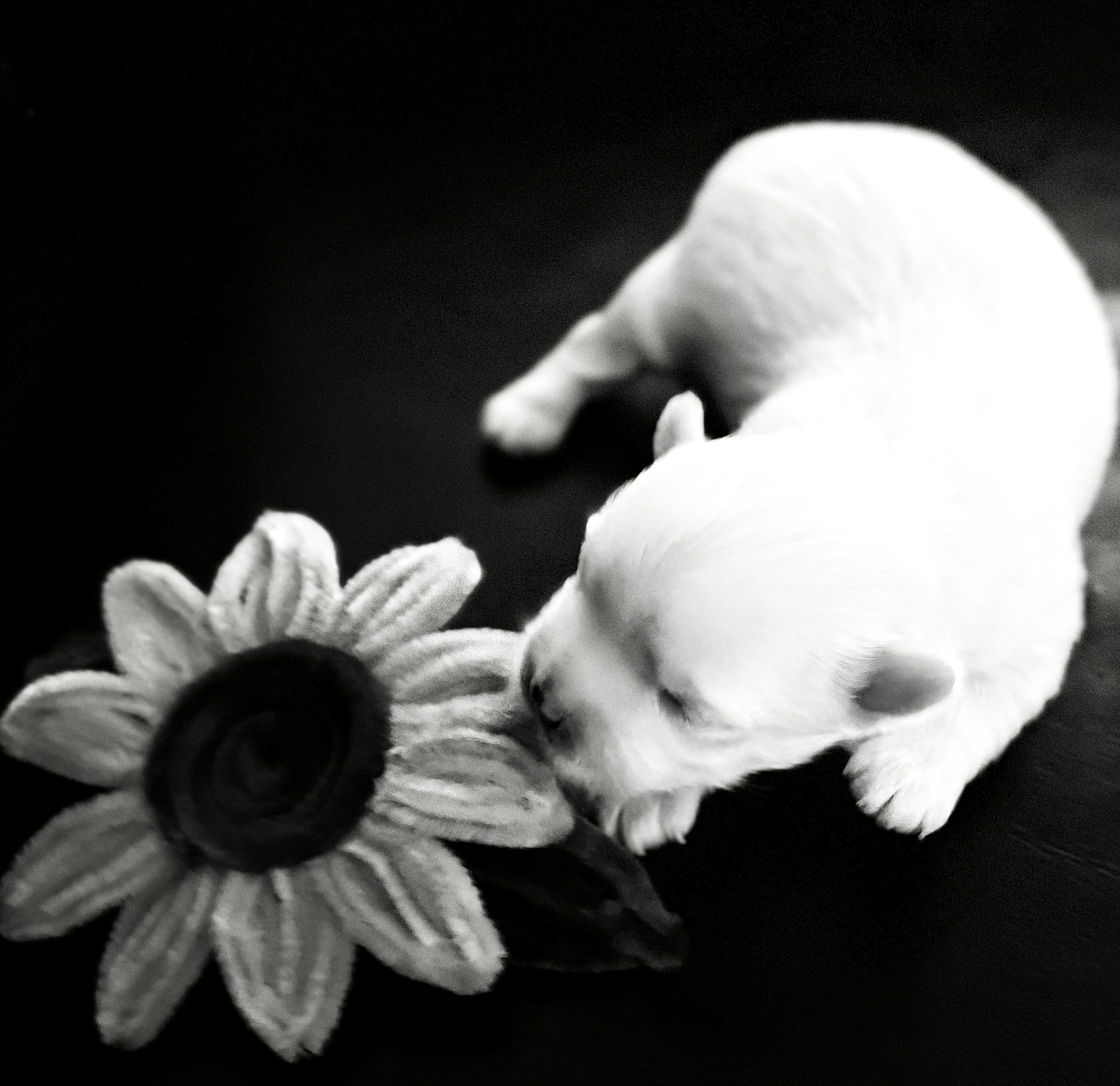 Adorable Quality AKC Maltese Puppies image 9
