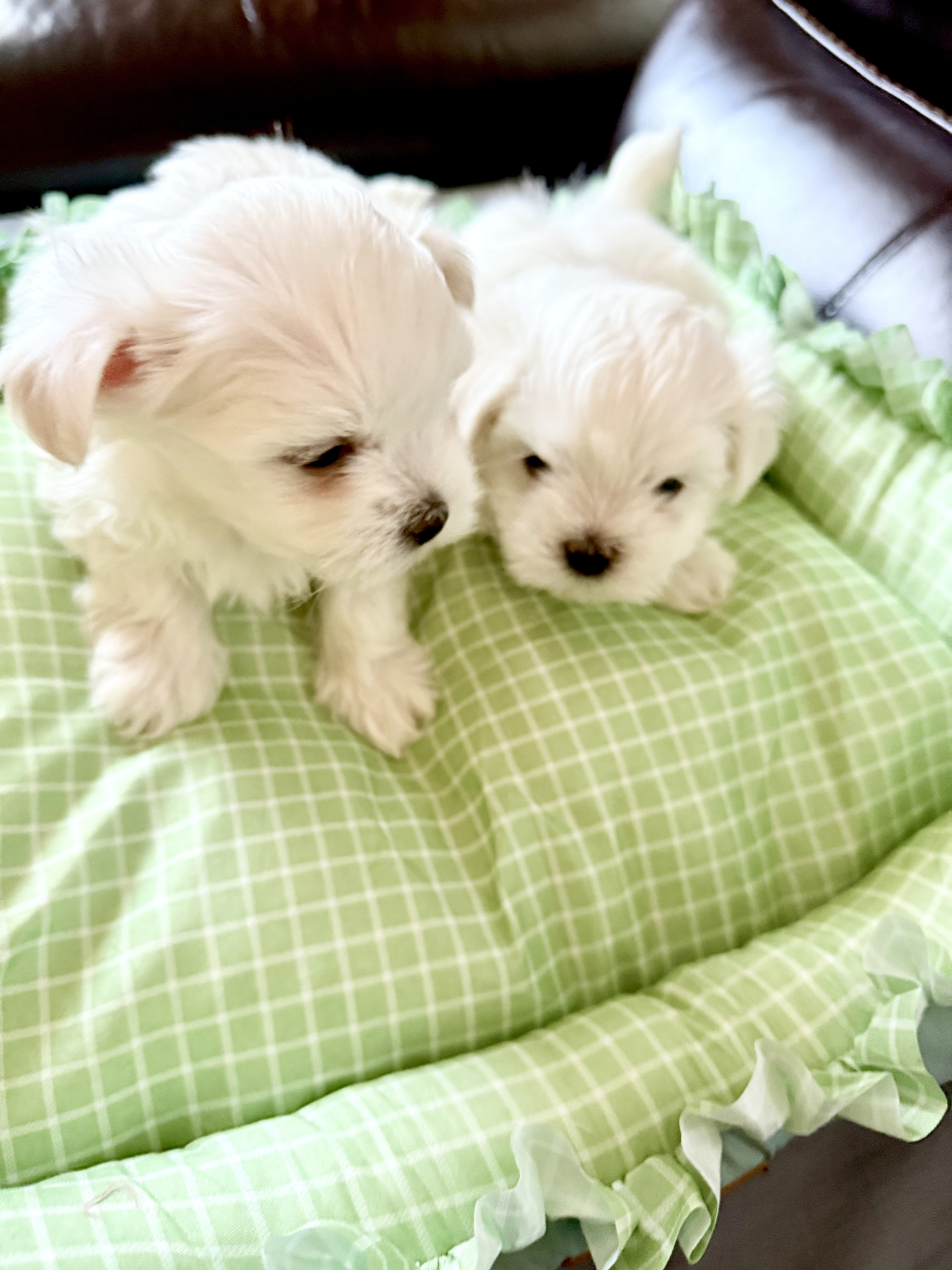 Adorable Quality AKC Maltese Puppies image 1