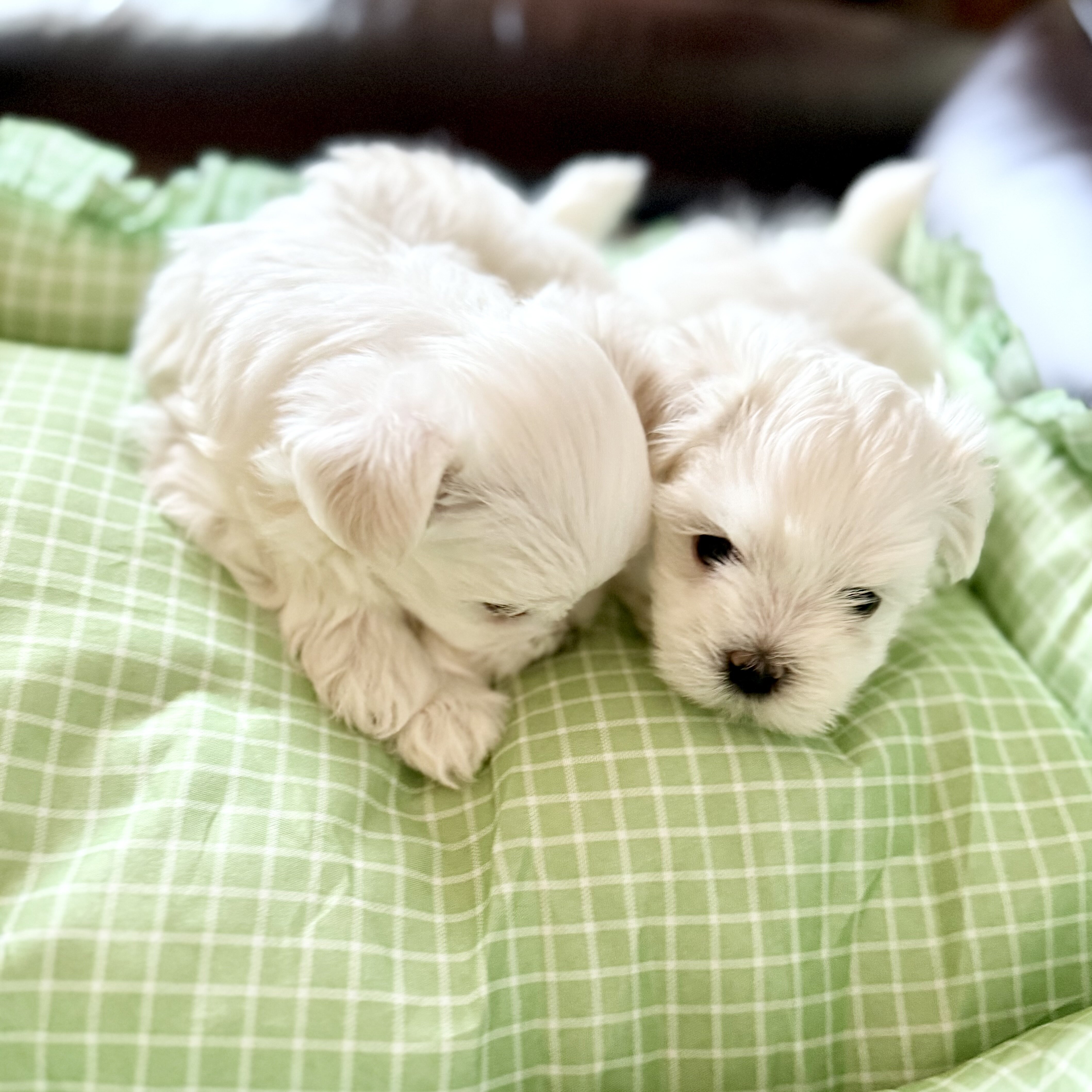 Adorable Quality AKC Maltese Puppies image 2