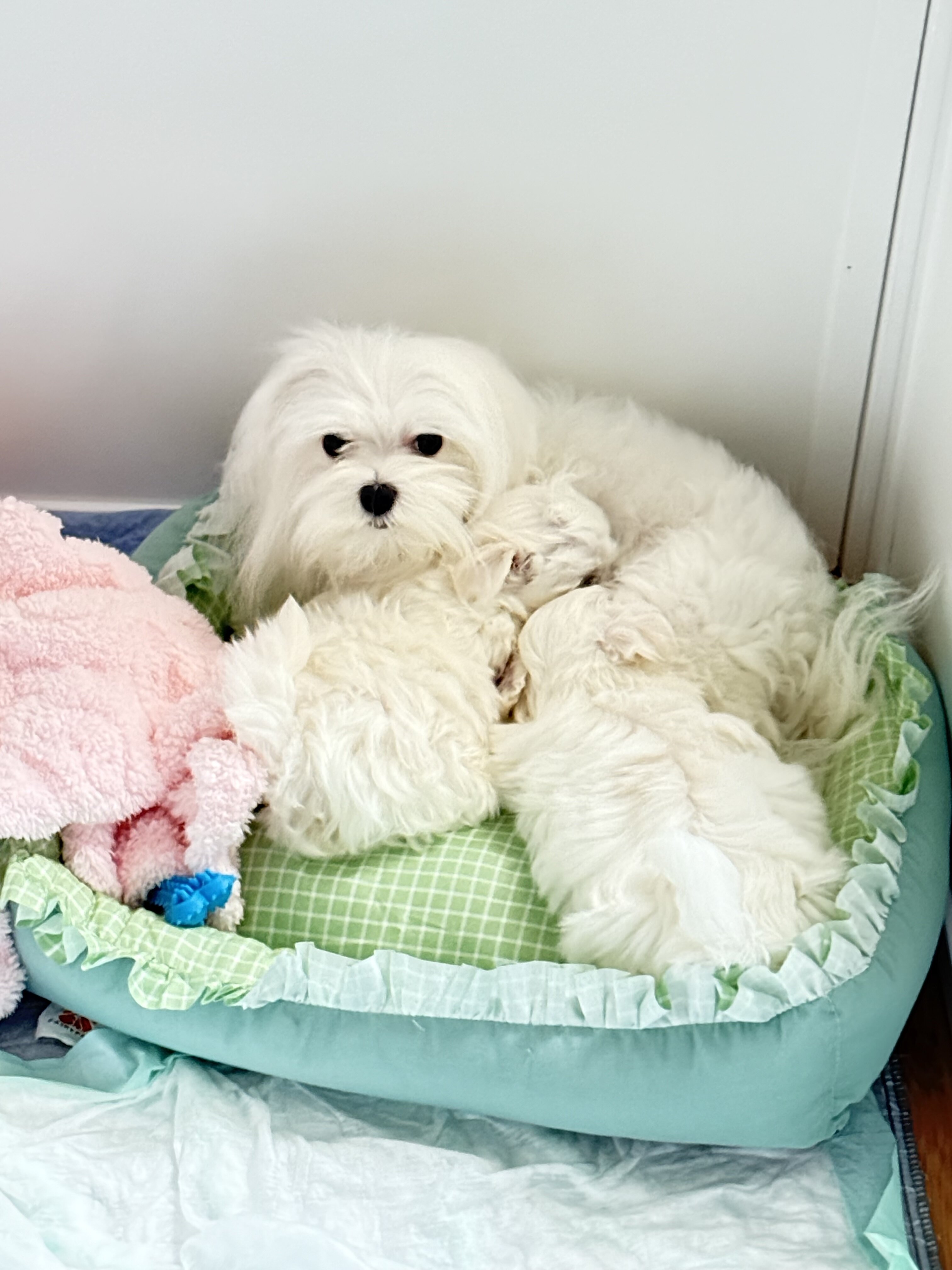 Adorable Quality AKC Maltese Puppies image 4