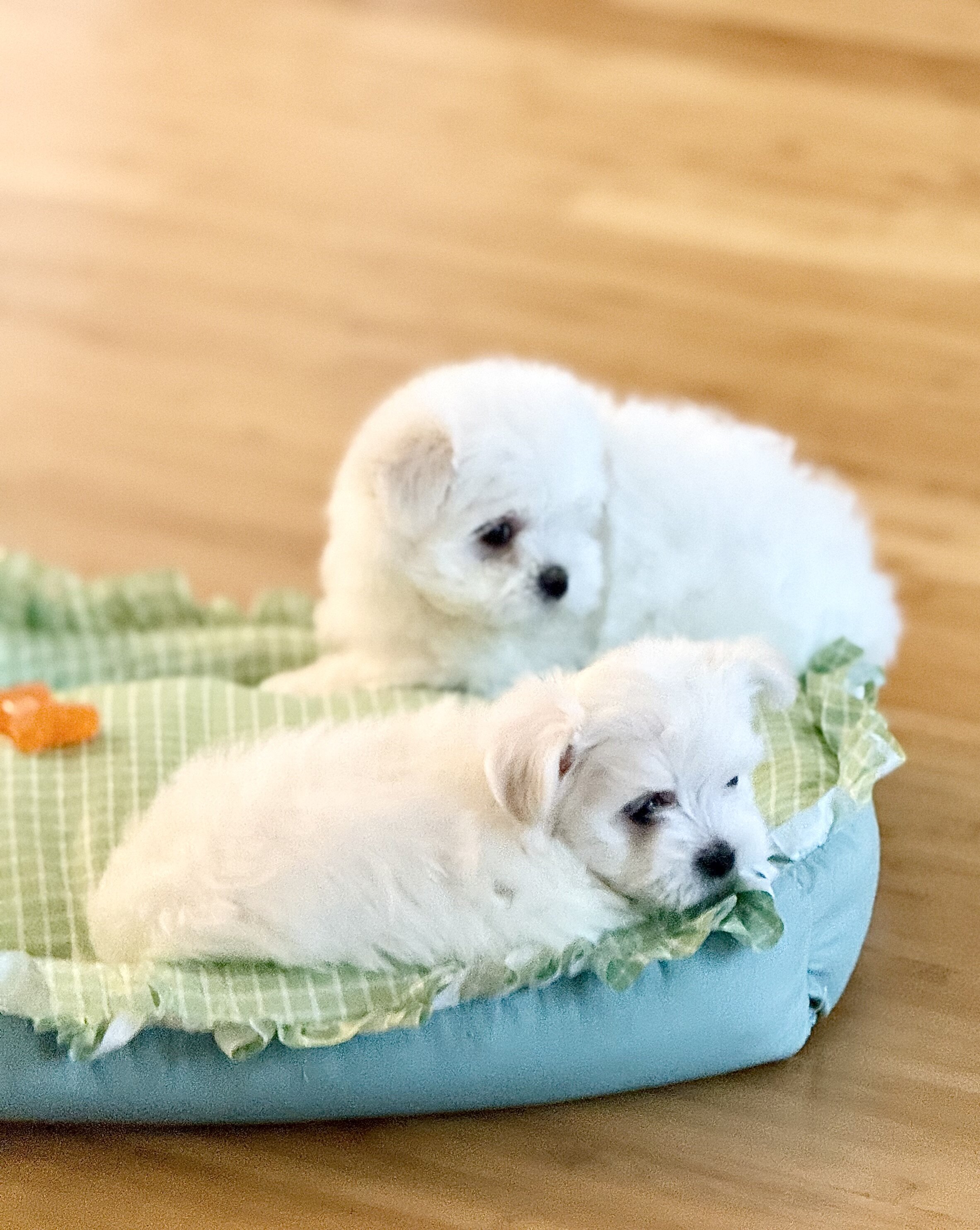 Adorable Quality AKC Maltese Puppies image 5