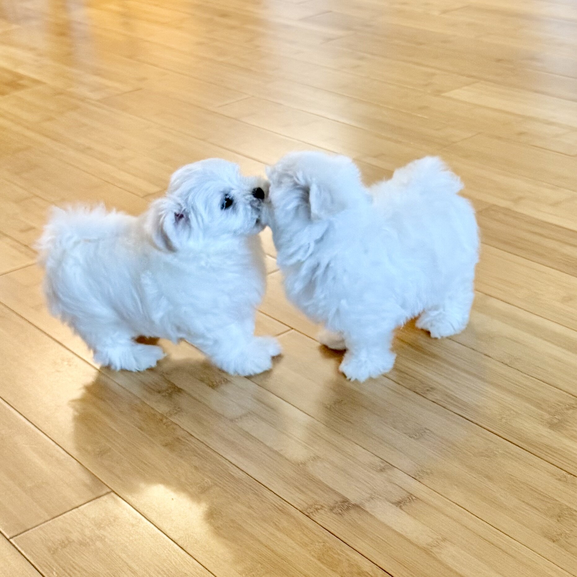 Adorable Quality AKC Maltese Puppies image 6