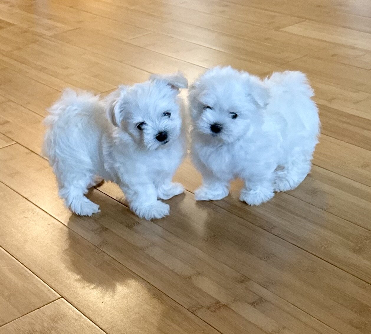 Adorable Quality AKC Maltese Puppies image 7