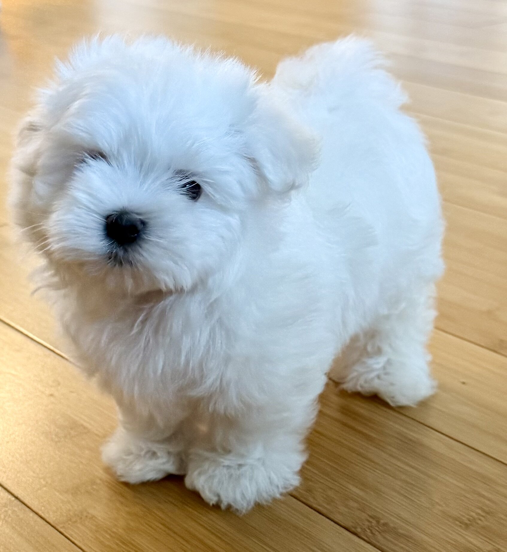Adorable Quality AKC Maltese Puppies image 8