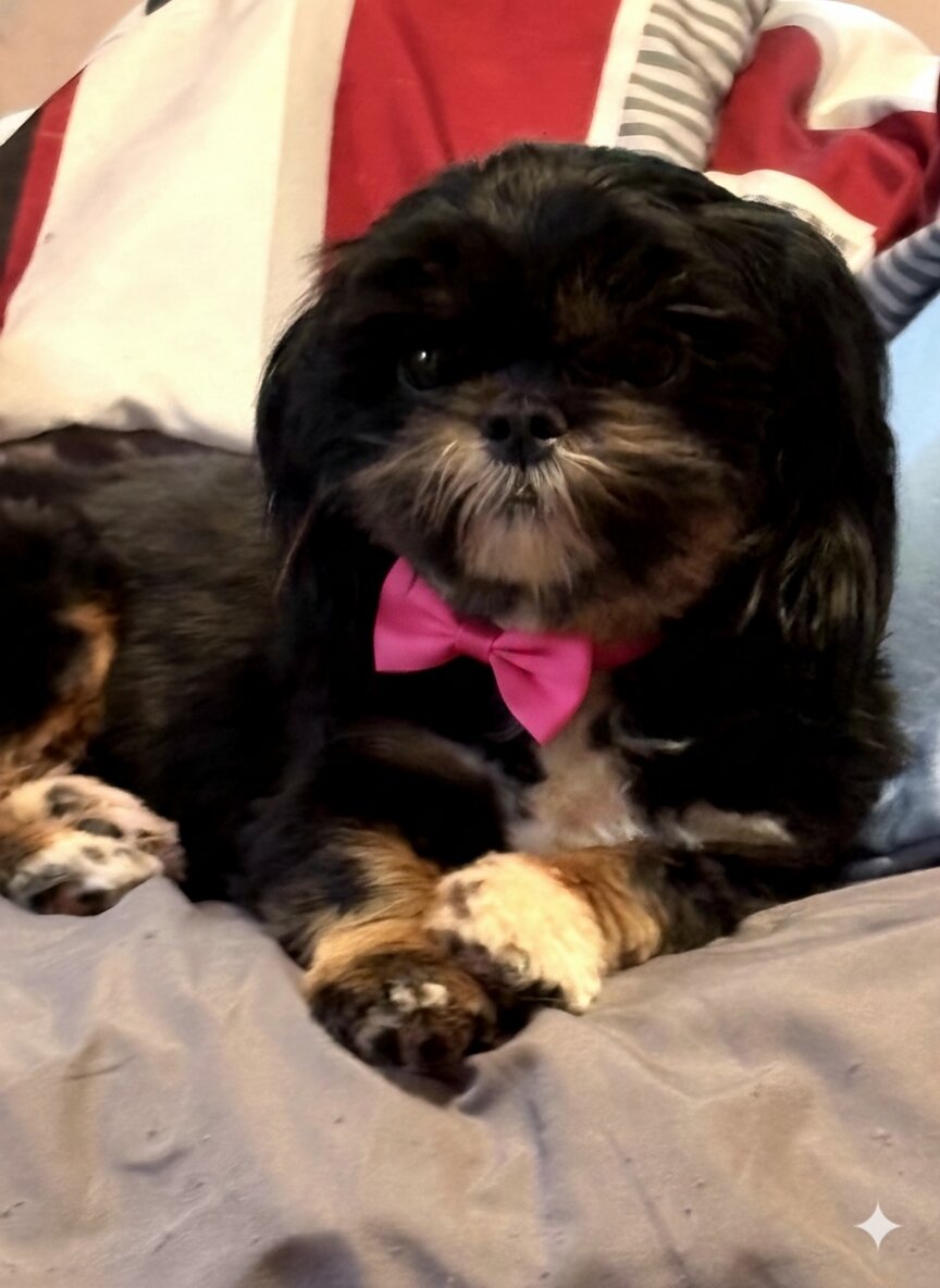 Purebred Shih Tzu Puppies and Adults image 2
