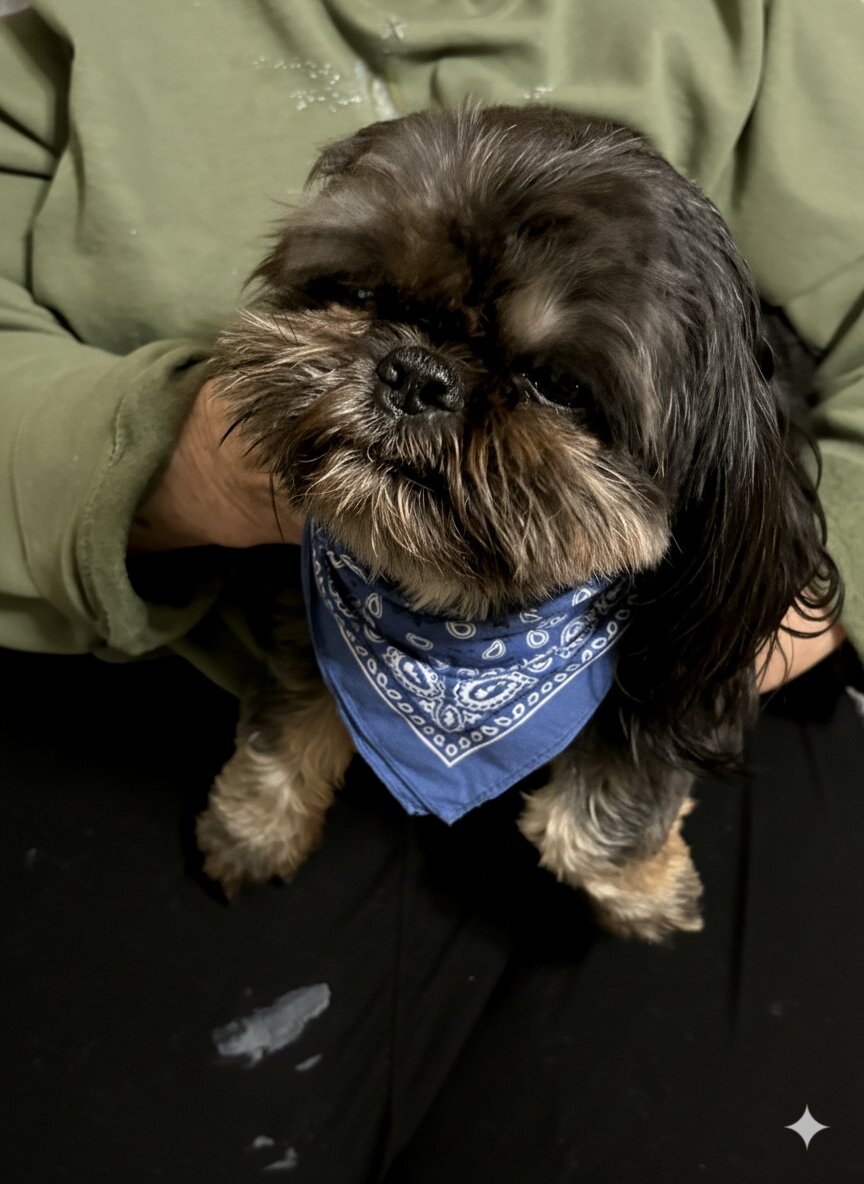 Purebred Shih Tzu Puppies and Adults image 3