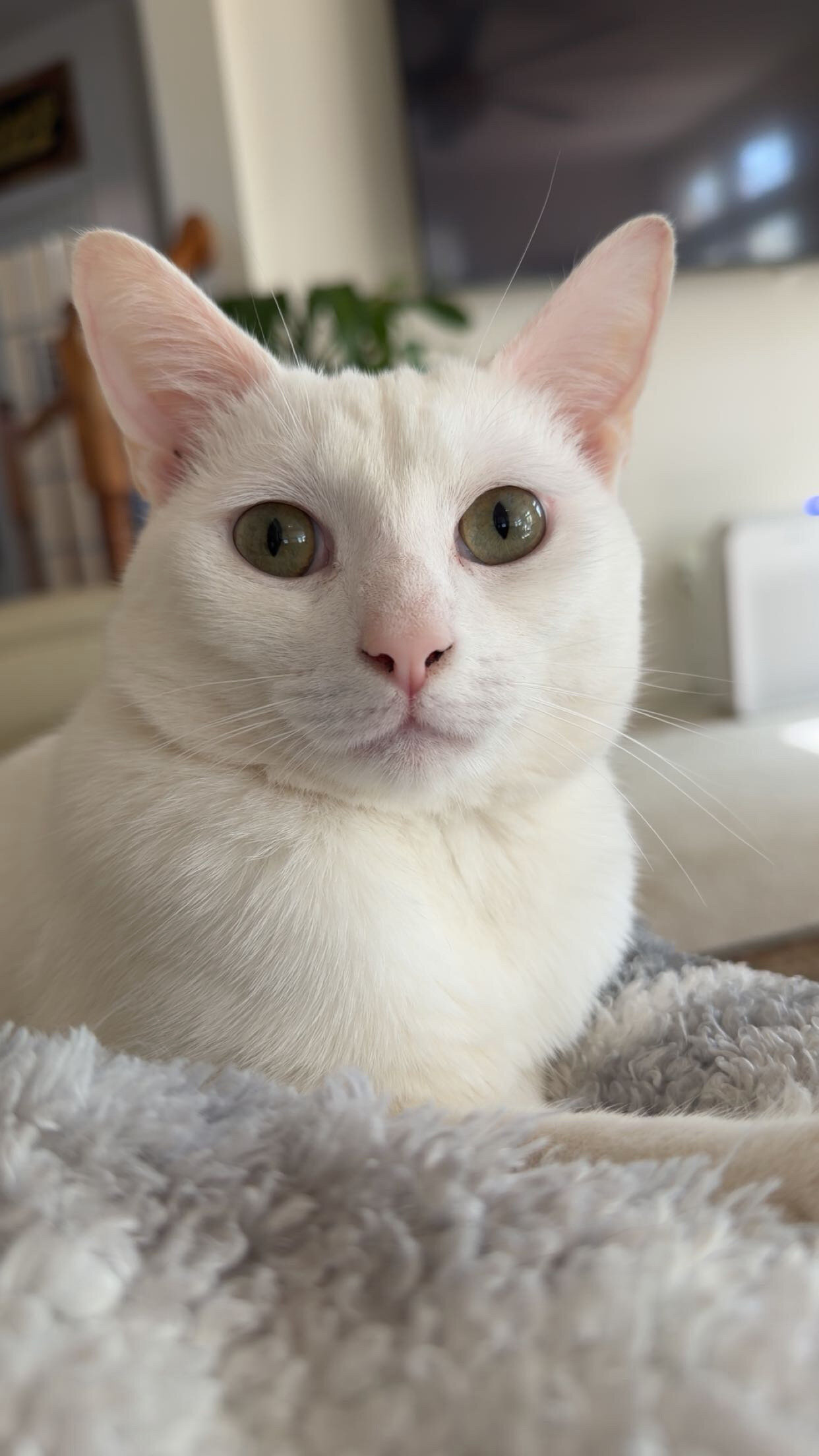 Cat -Purebred Khao Manee Cat (White, Golden Eyes) image 3