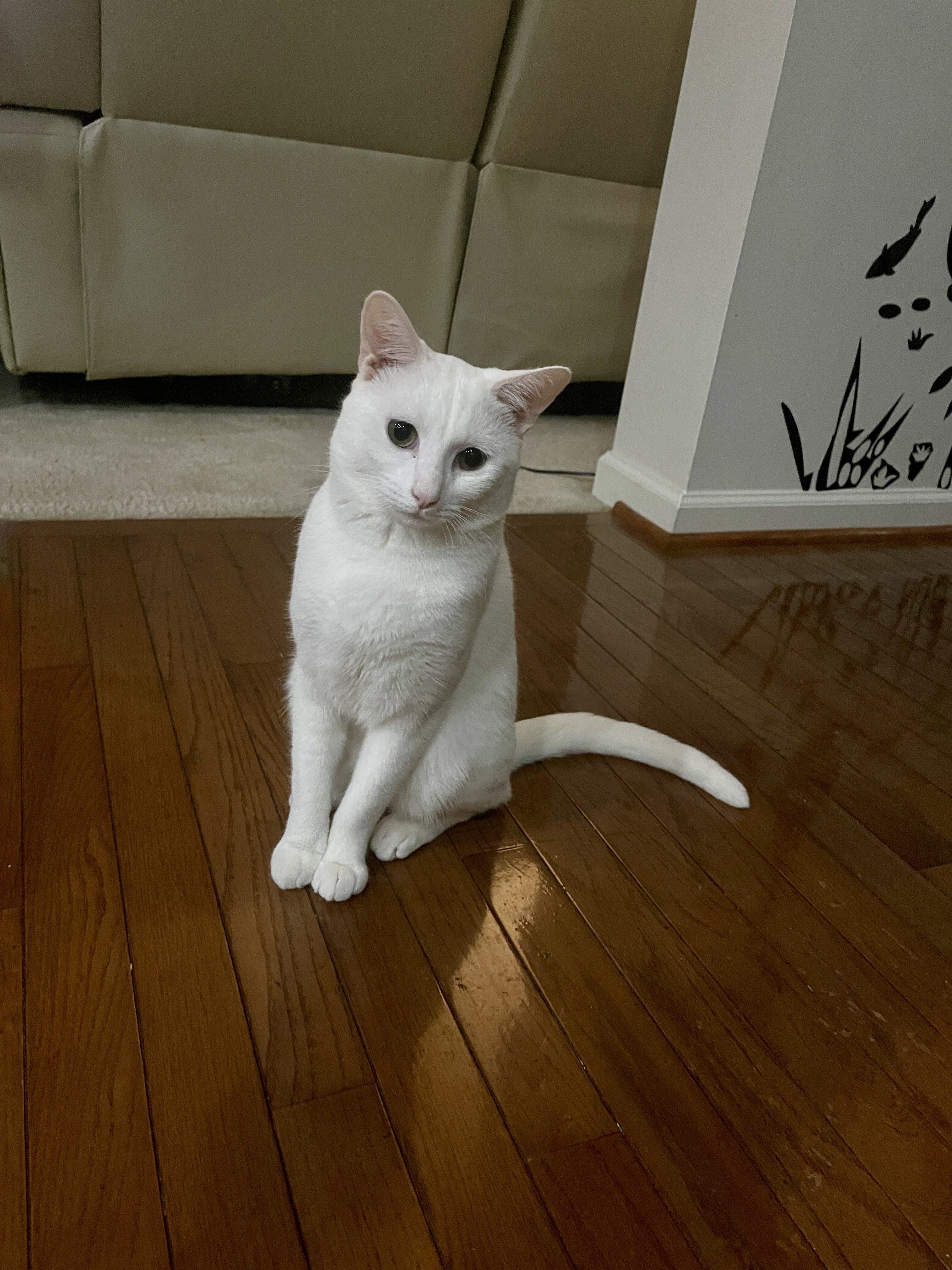 Cat -Purebred Khao Manee Cat (White, Golden Eyes) image 2