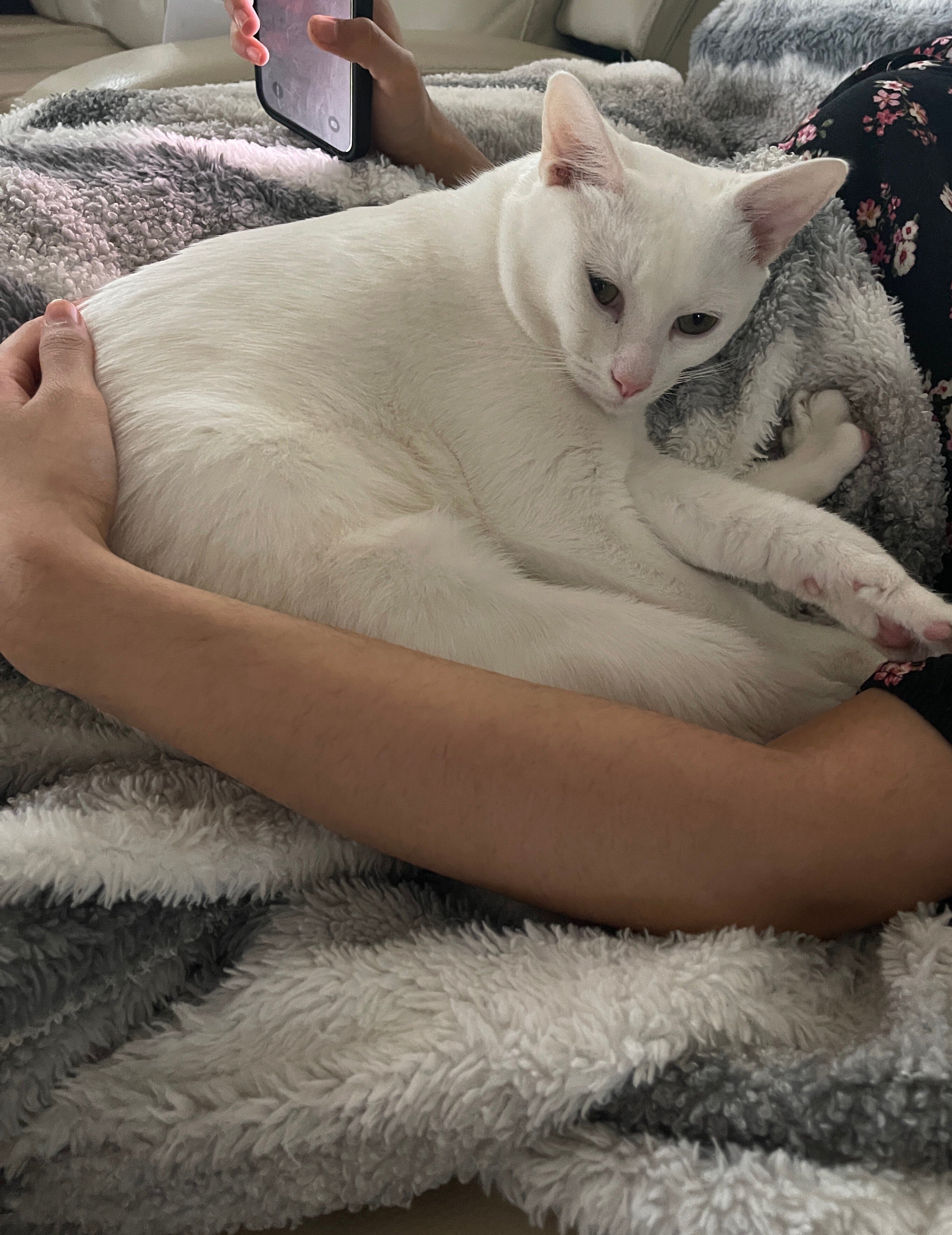 Cat -Purebred Khao Manee Cat (White, Golden Eyes) image 4