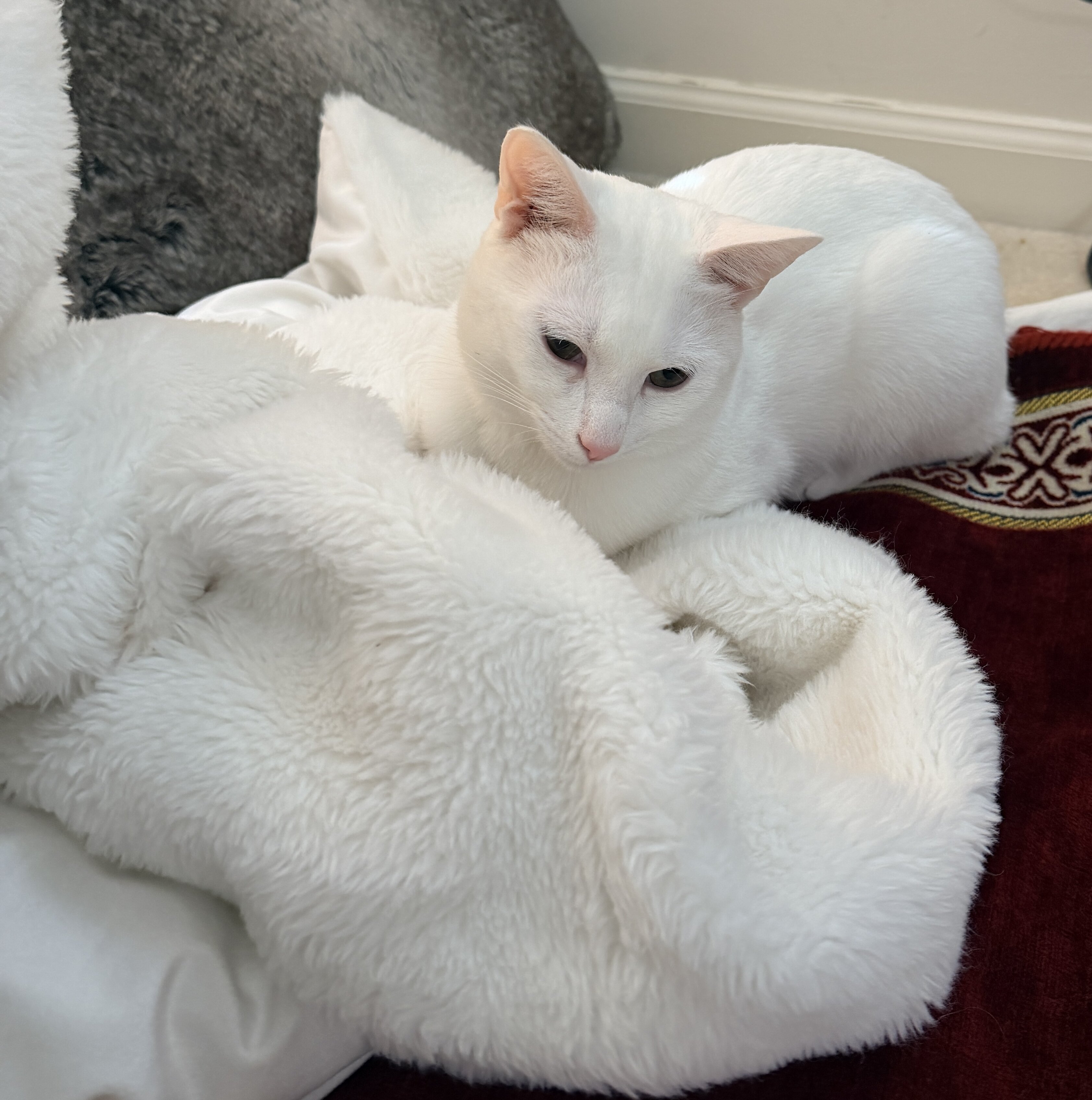 Cat -Purebred Khao Manee Cat (White, Golden Eyes) image 1