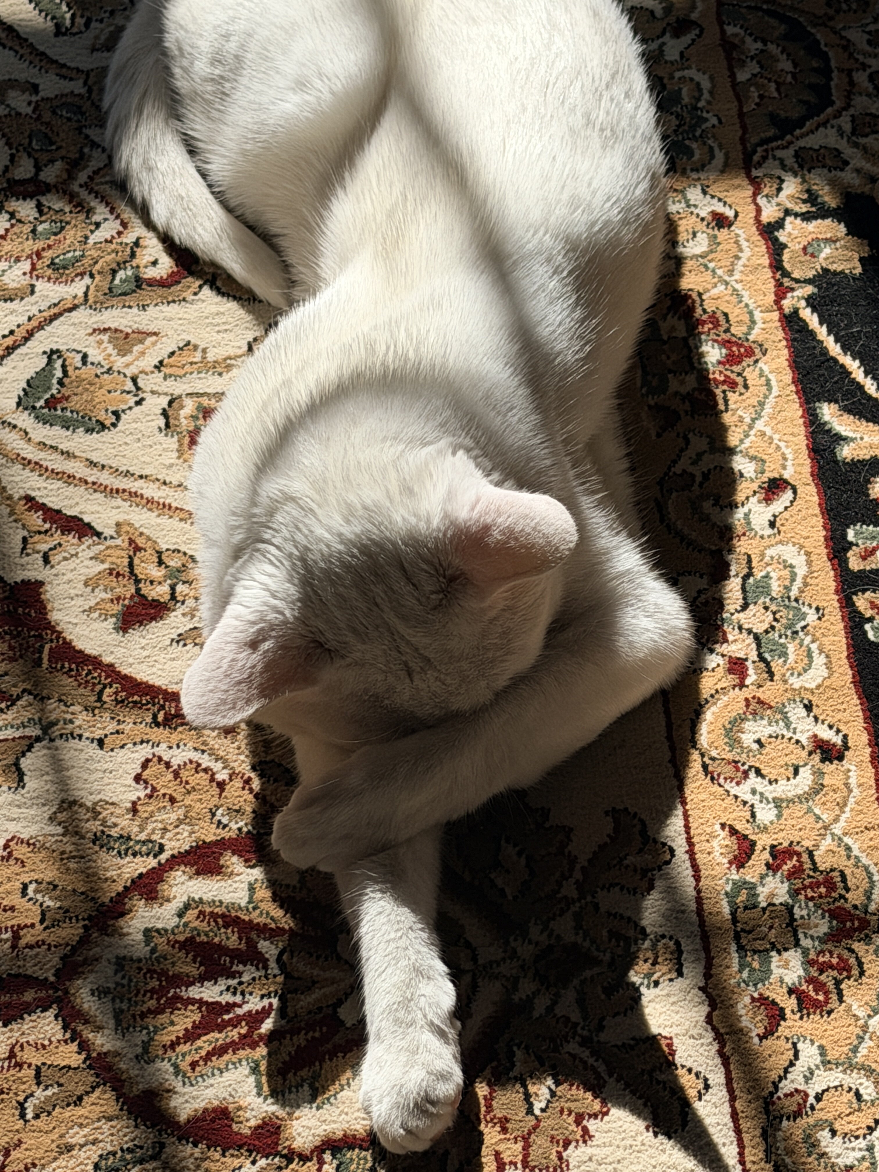 Cat -Purebred Khao Manee Cat (White, Golden Eyes) image 6