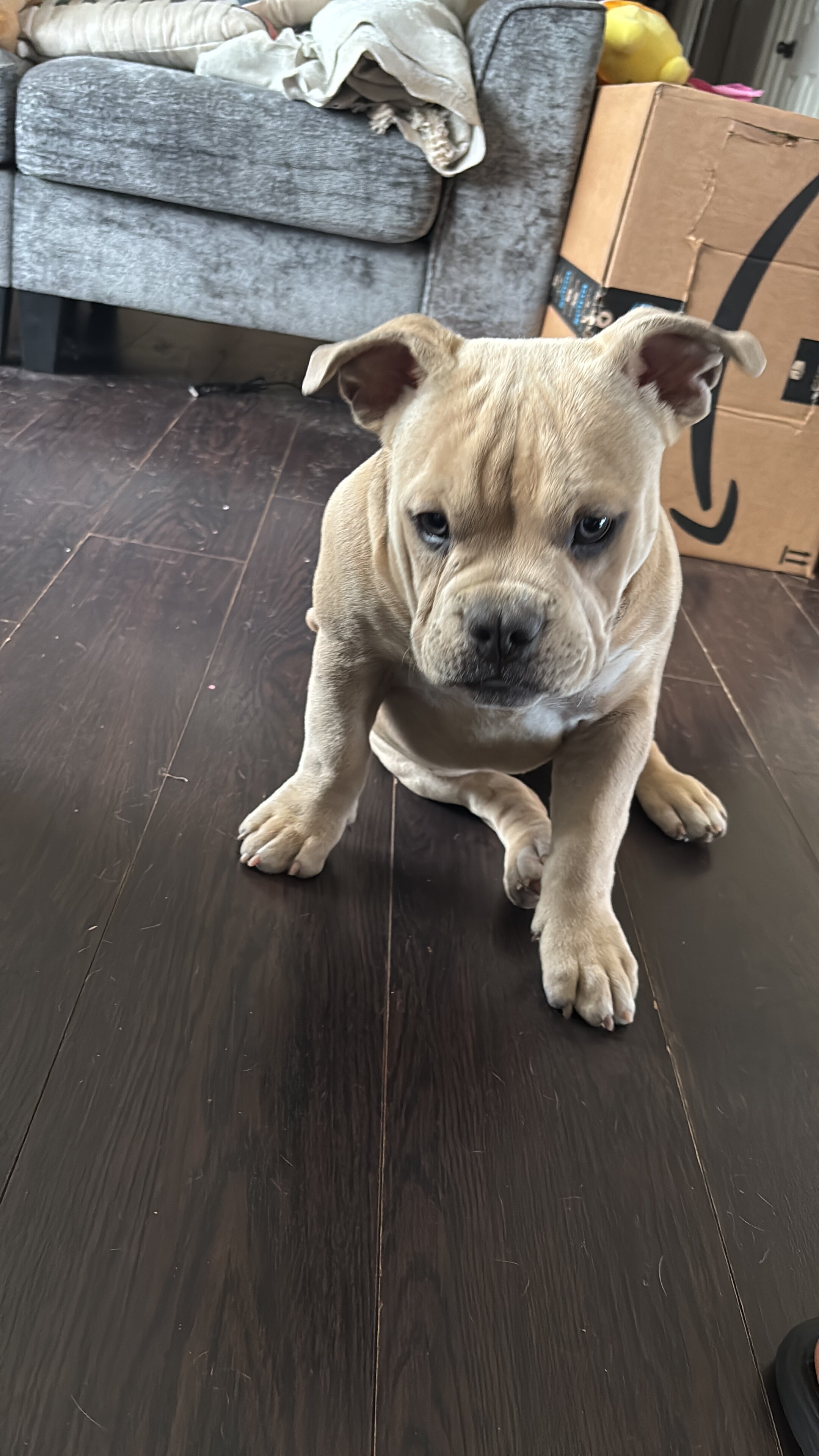 American bully image 1