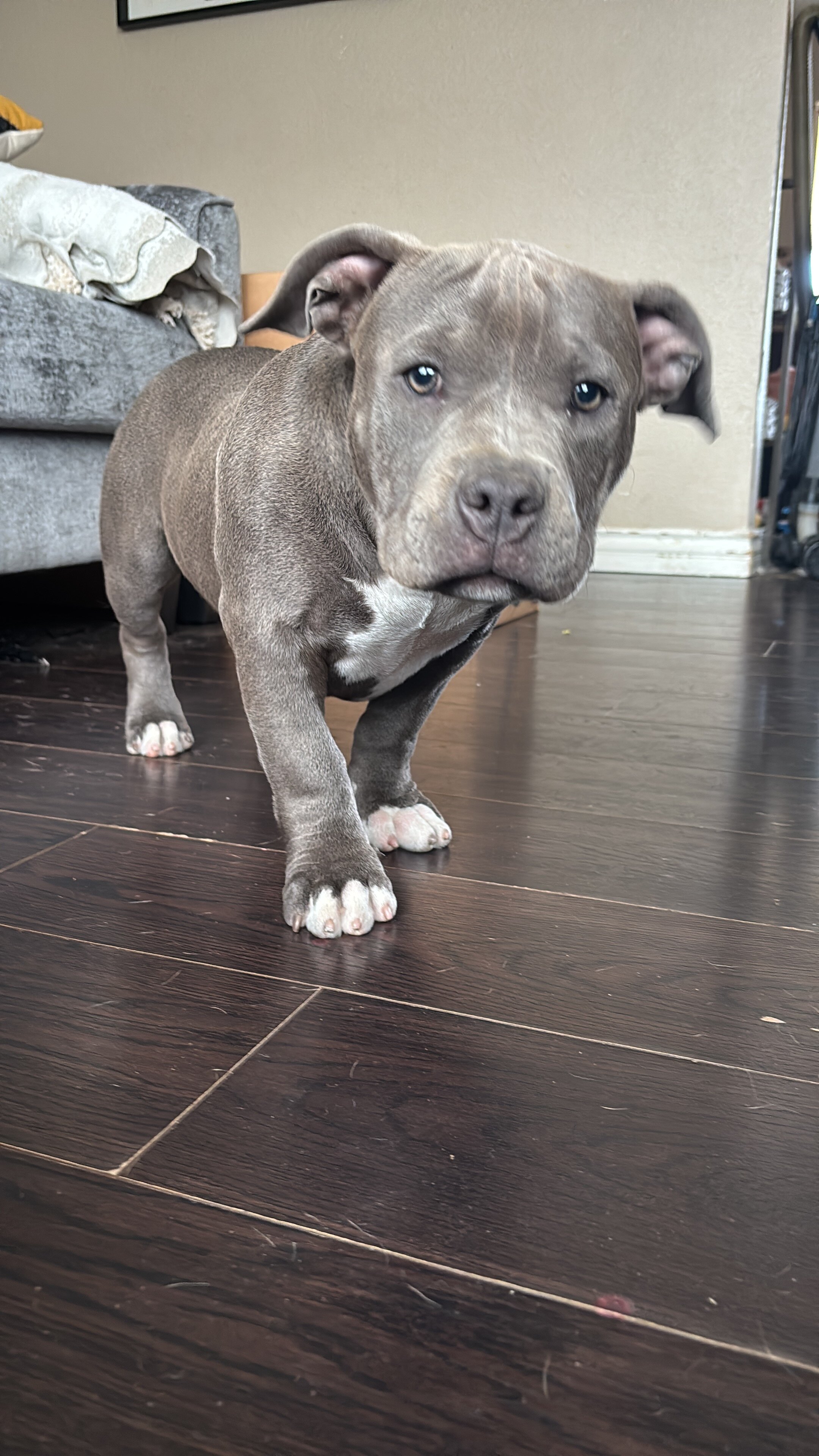 American bully image 2