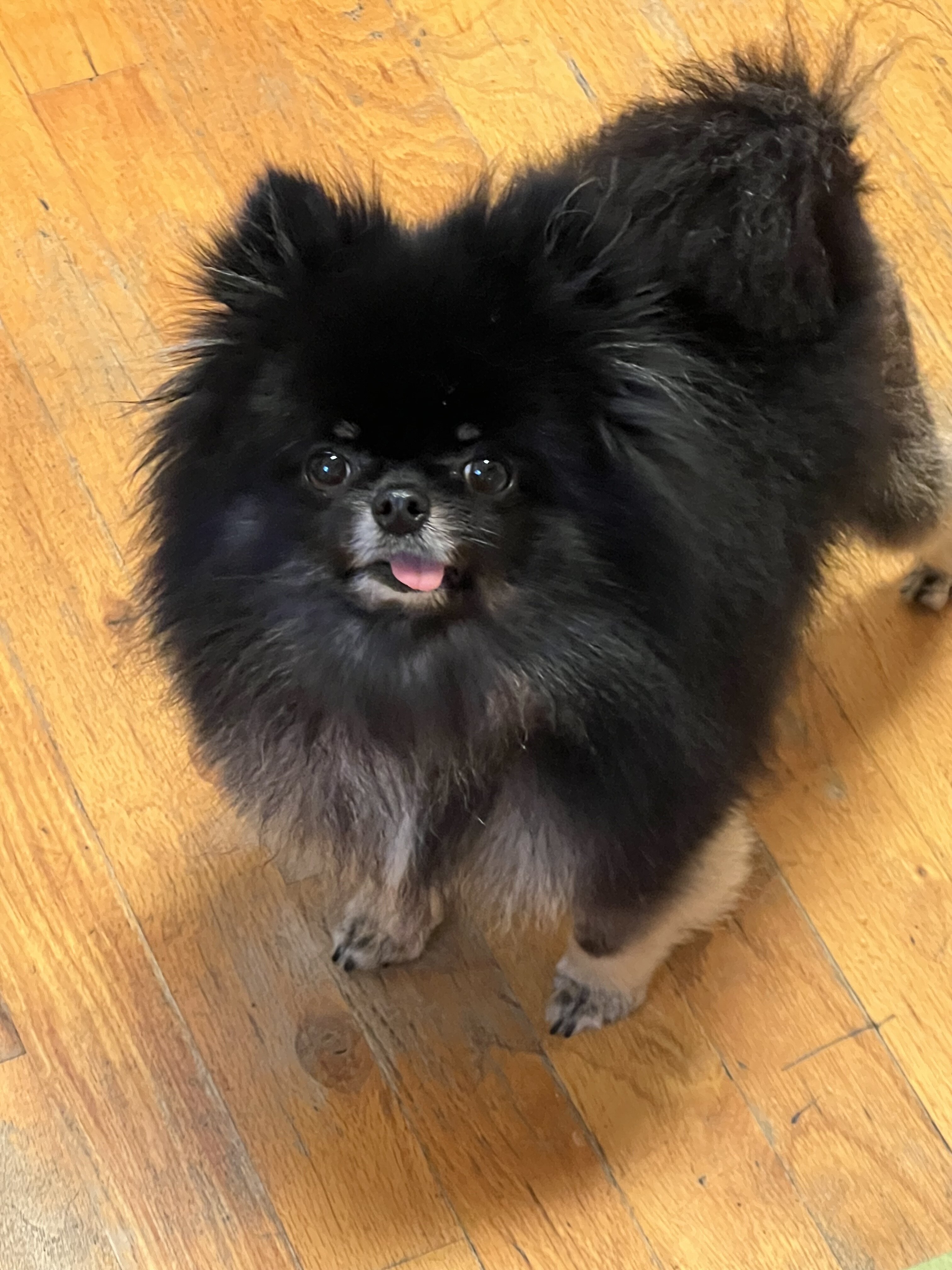 Pomeranian image 1