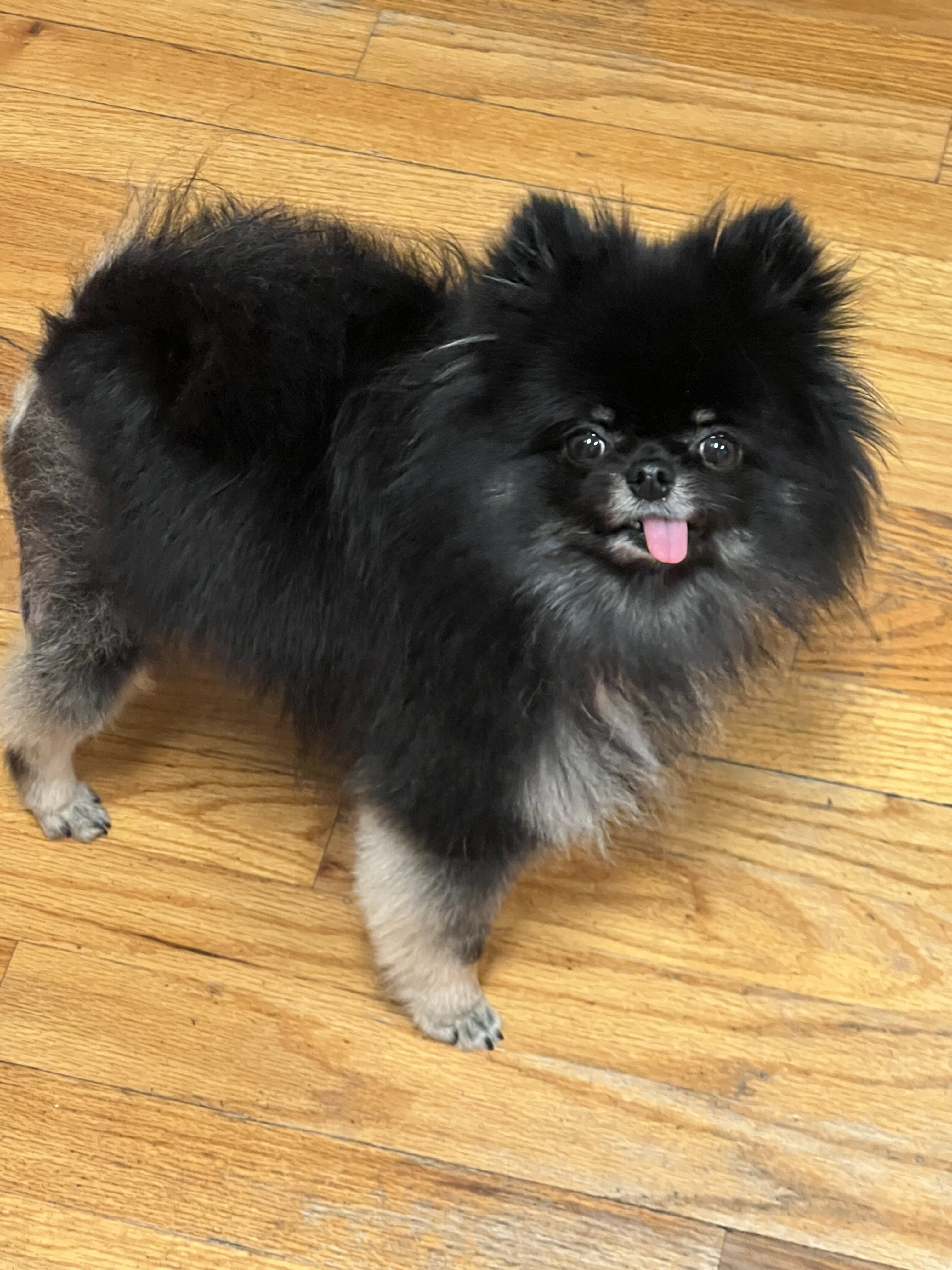 Pomeranian image 2