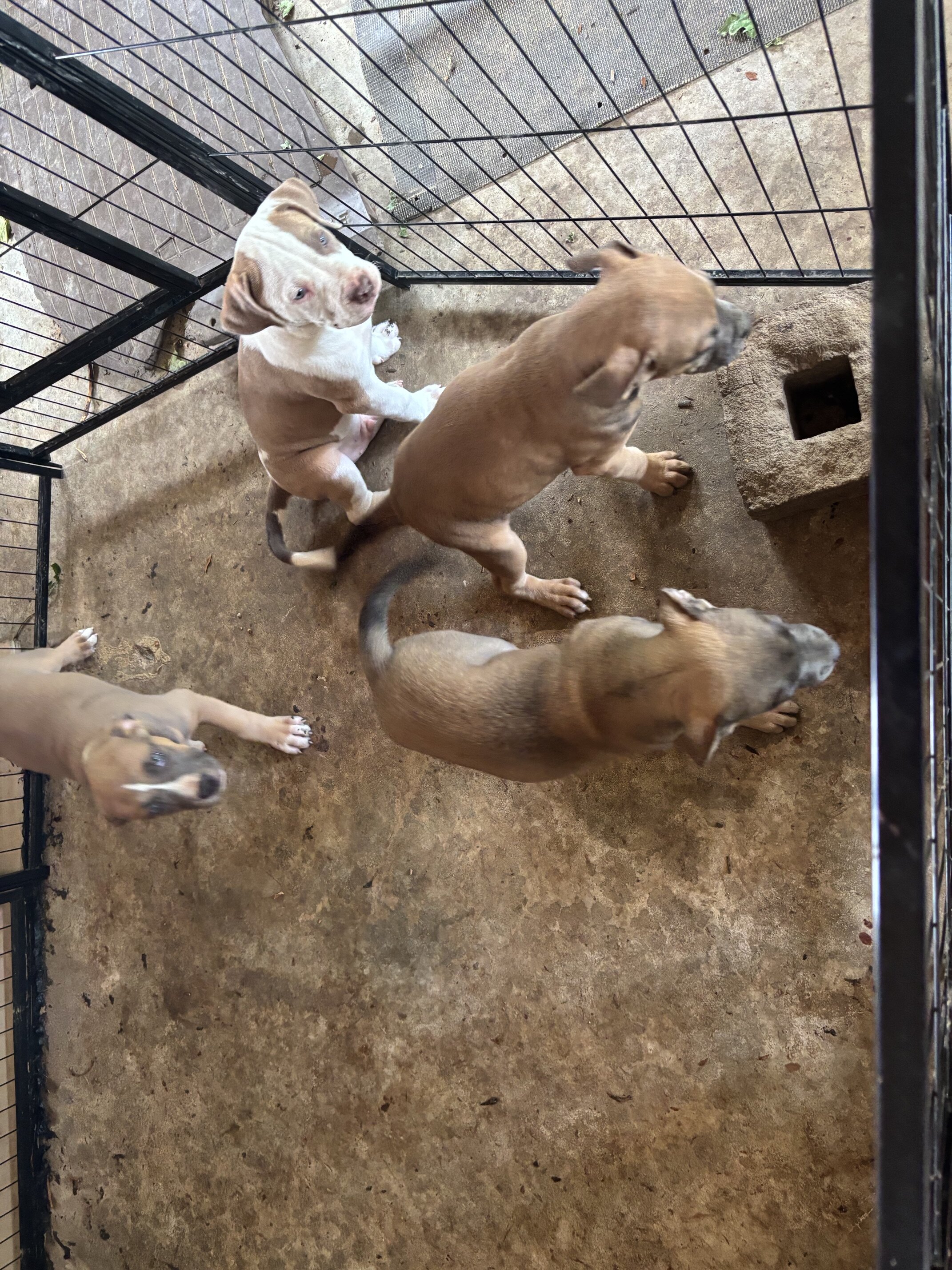 PUPPIES image 1
