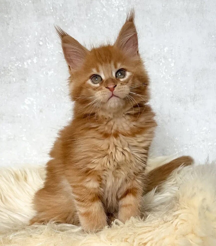 Maine Coon Kittens Available image 1