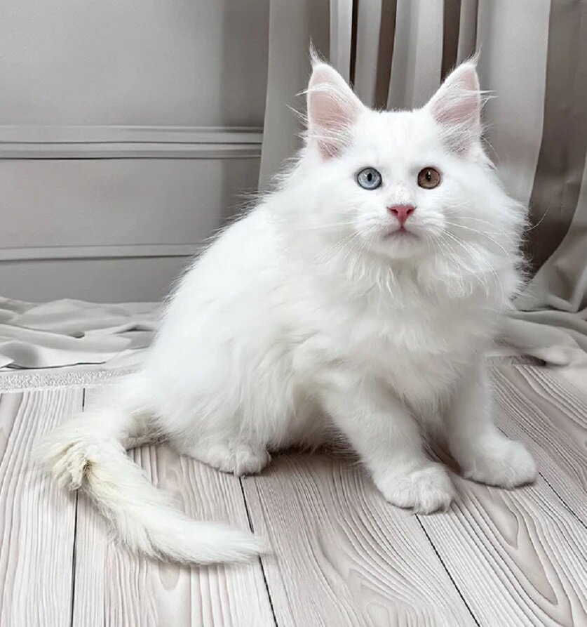 Maine Coon Kittens Available image 2