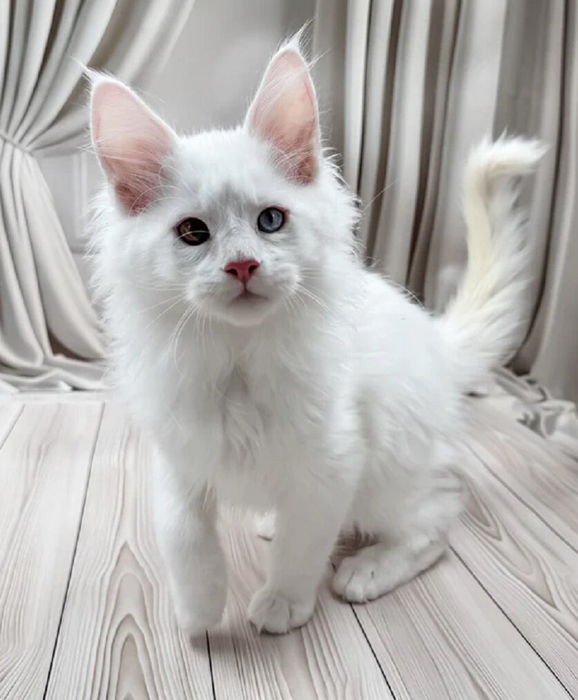 Maine Coon Kittens Available image 3