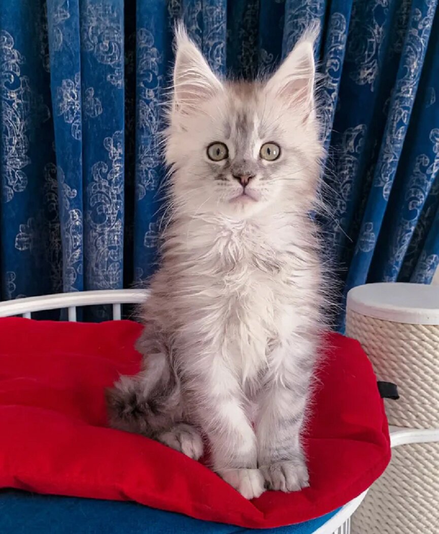 Maine Coon Kittens Available image 4
