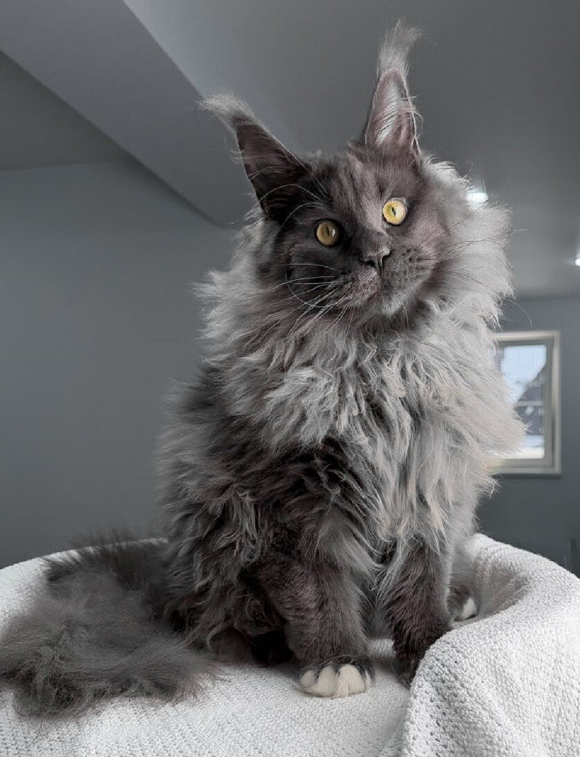Maine Coon Kittens Available image 5