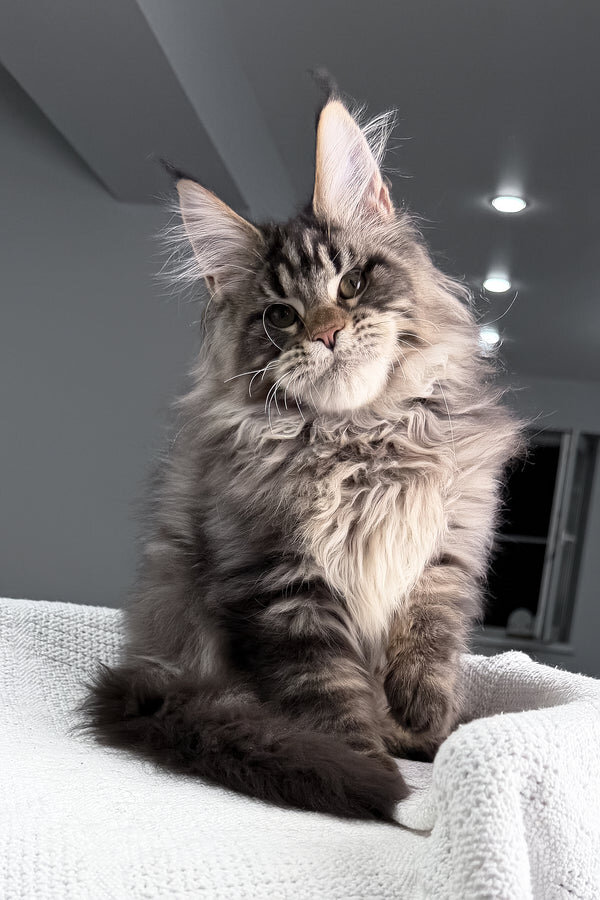 Maine Coon Kittens Available image 6