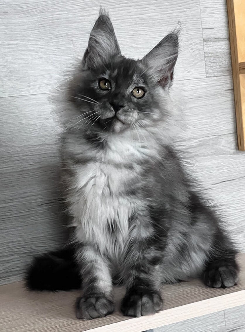 Maine Coon Kittens Available image 7
