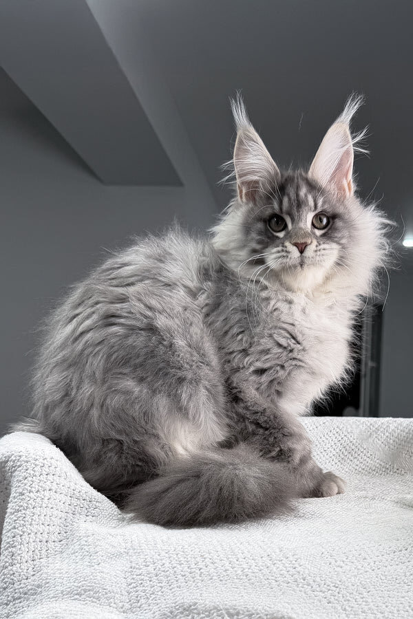 Maine Coon Kittens Available image 8