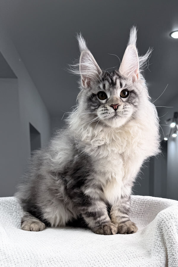 Maine Coon Kittens Available image 9