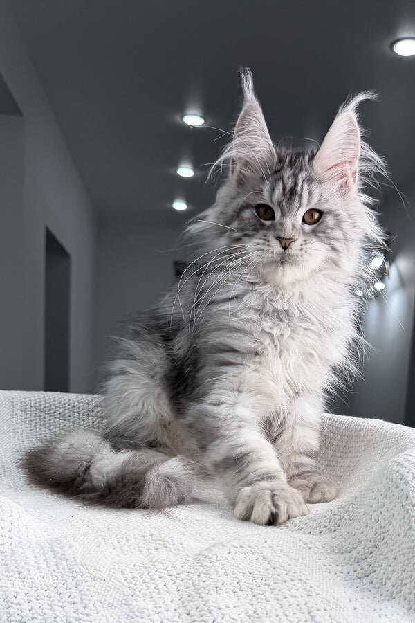 Maine Coon Kittens Available image 10