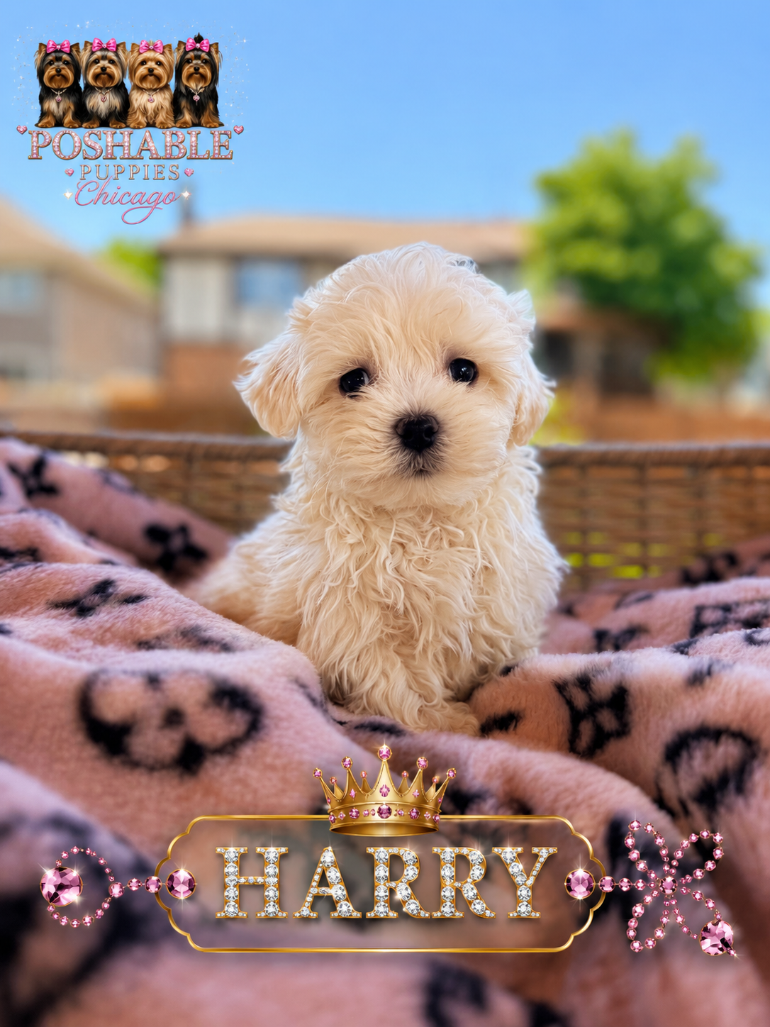 Maltese puppies image 3
