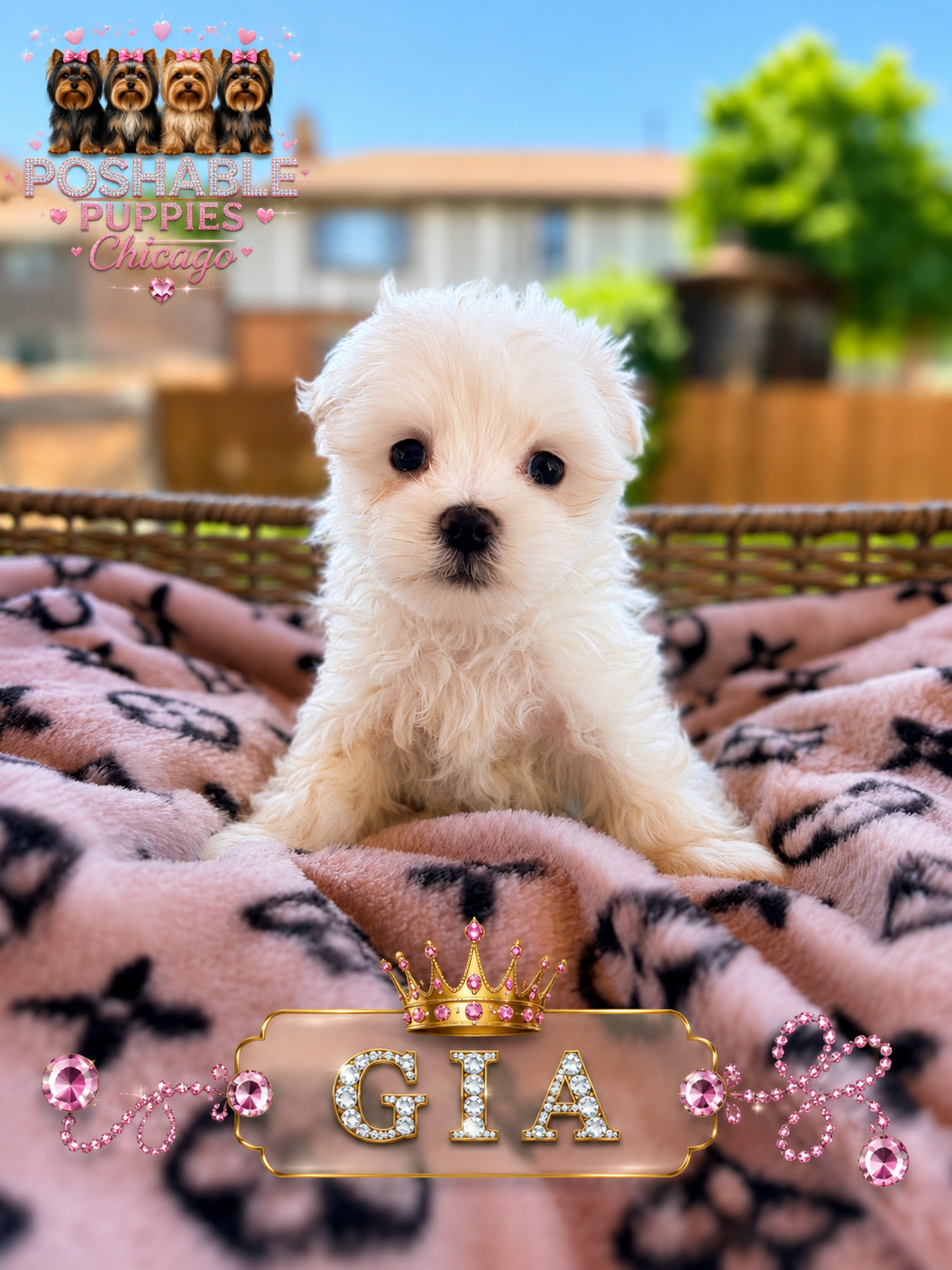 Maltese puppies image 2