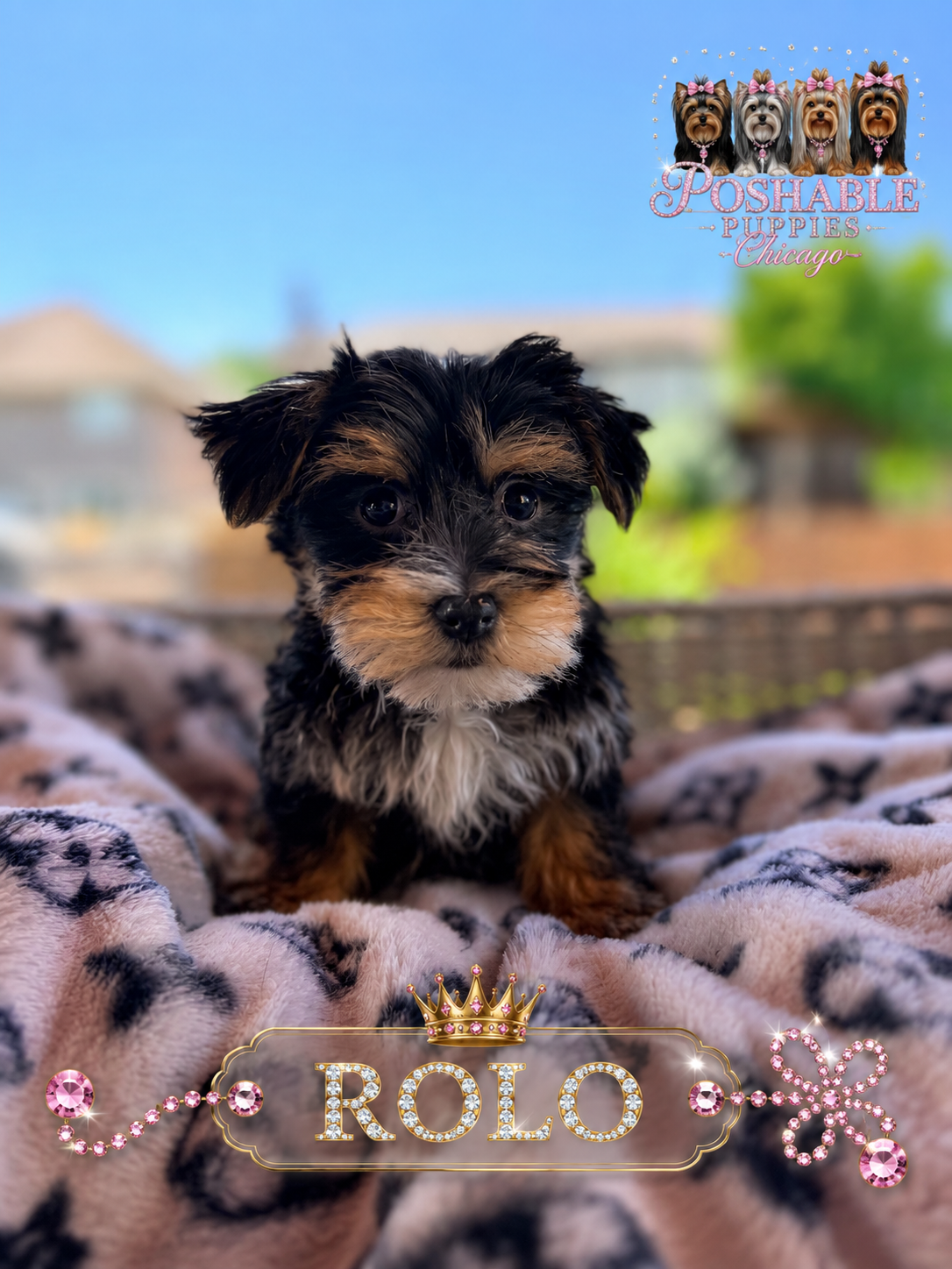 Morkie puppies image 2