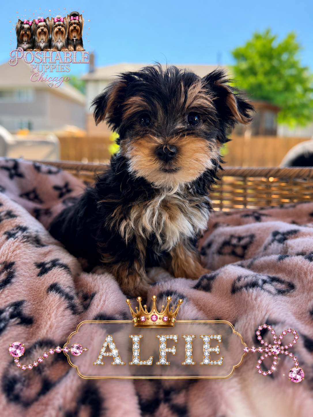 Morkie puppies image 1