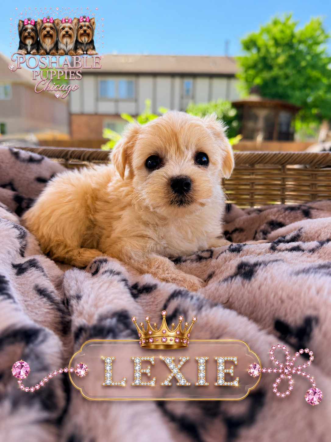 Morkie puppies image 3