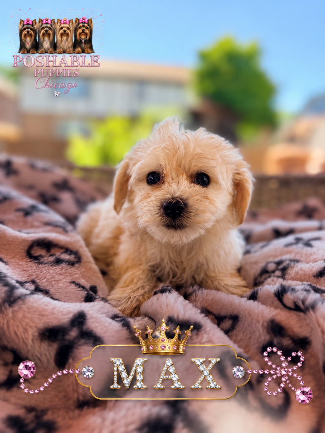 Morkie puppies image 4