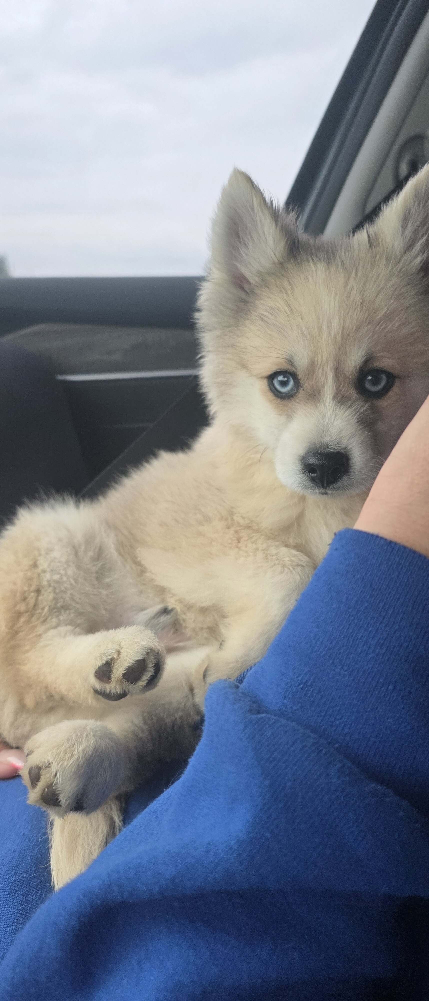 Pomsky puppy image 1