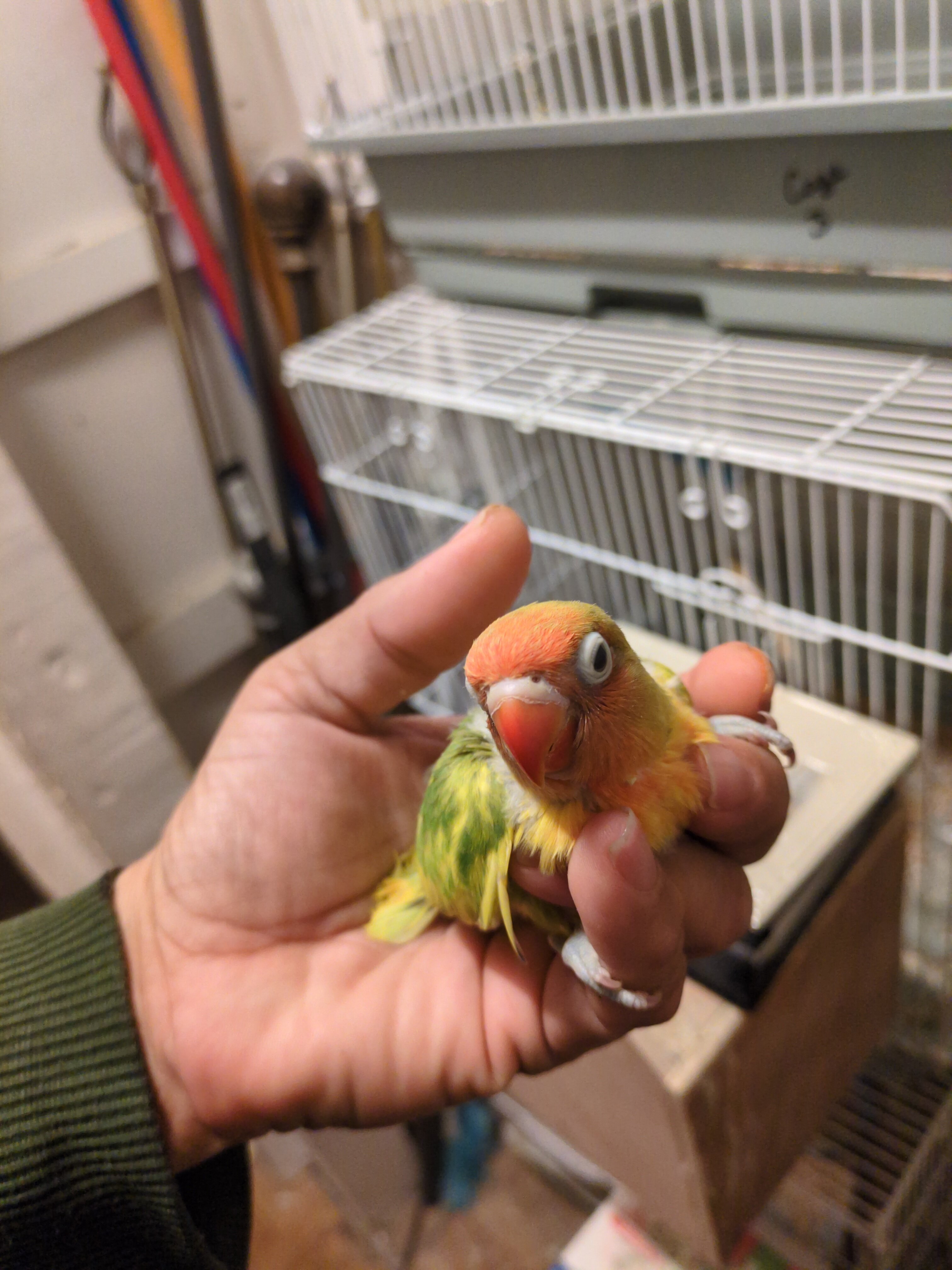 Lovebirds image 3