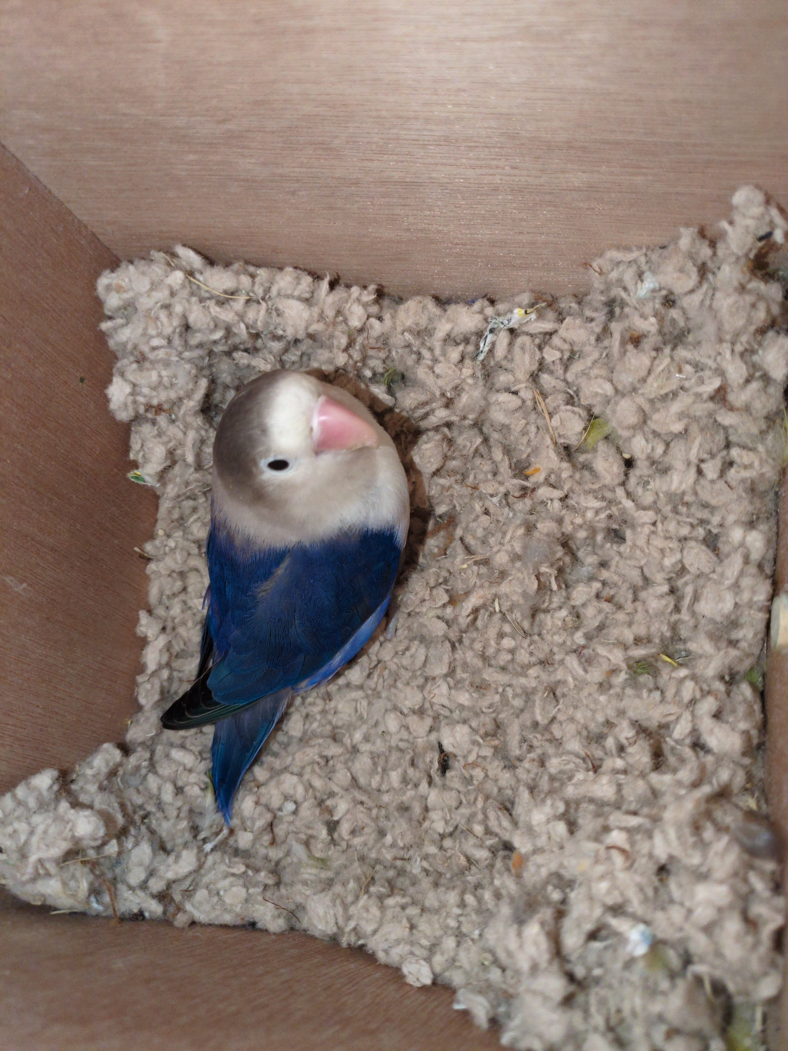 Lovebirds image 4