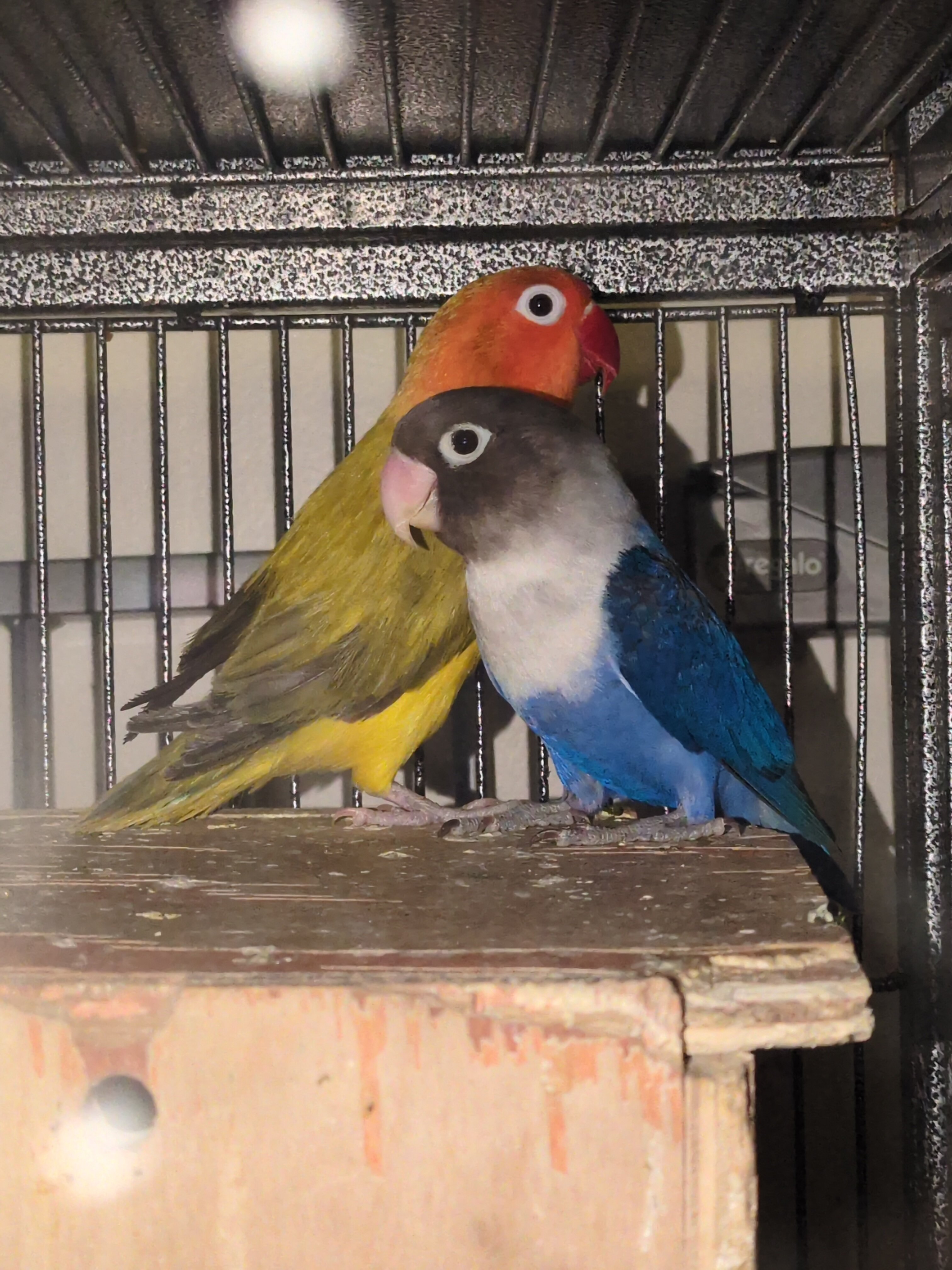 Lovebirds image 1