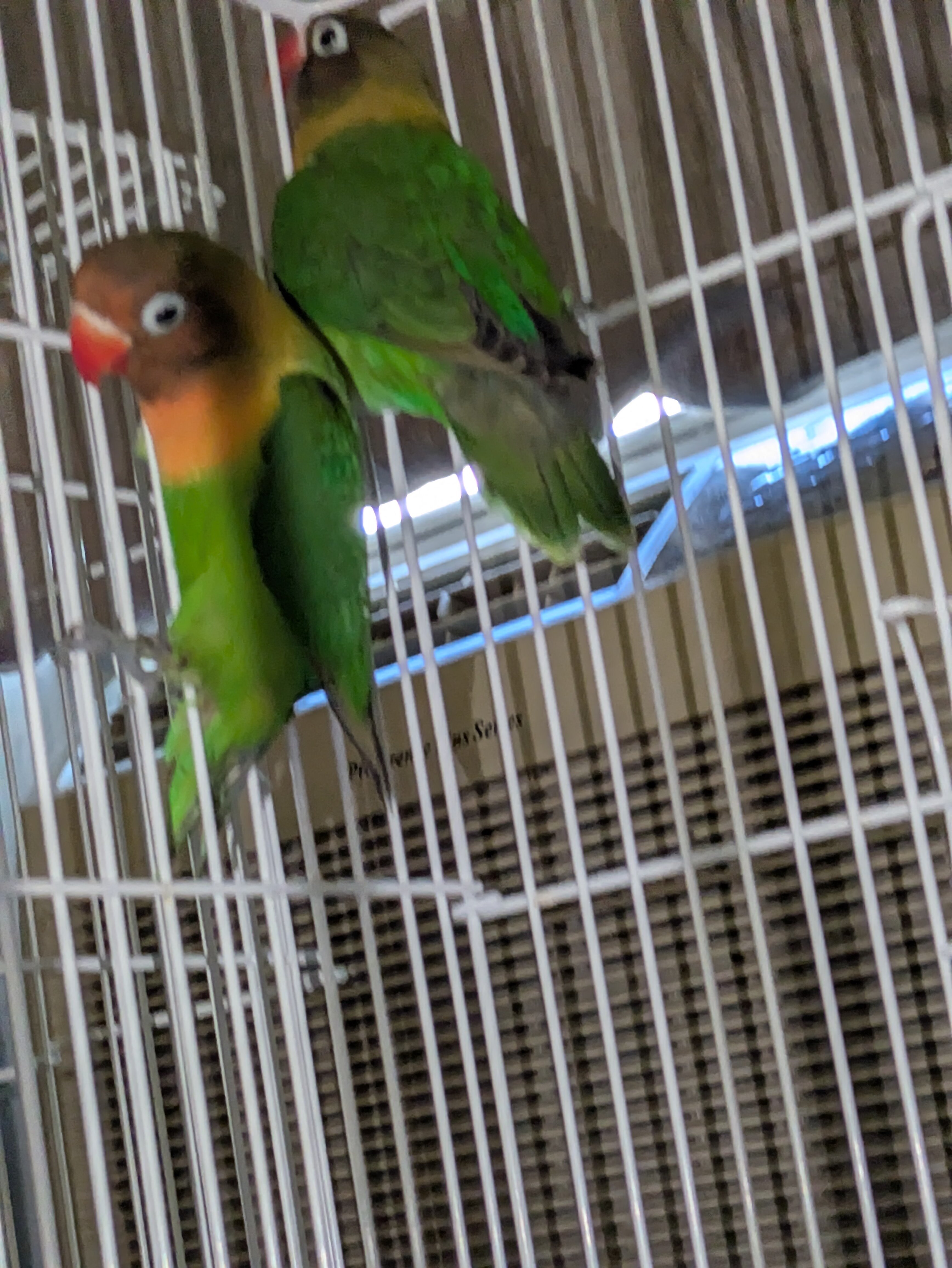Lovebirds image 8