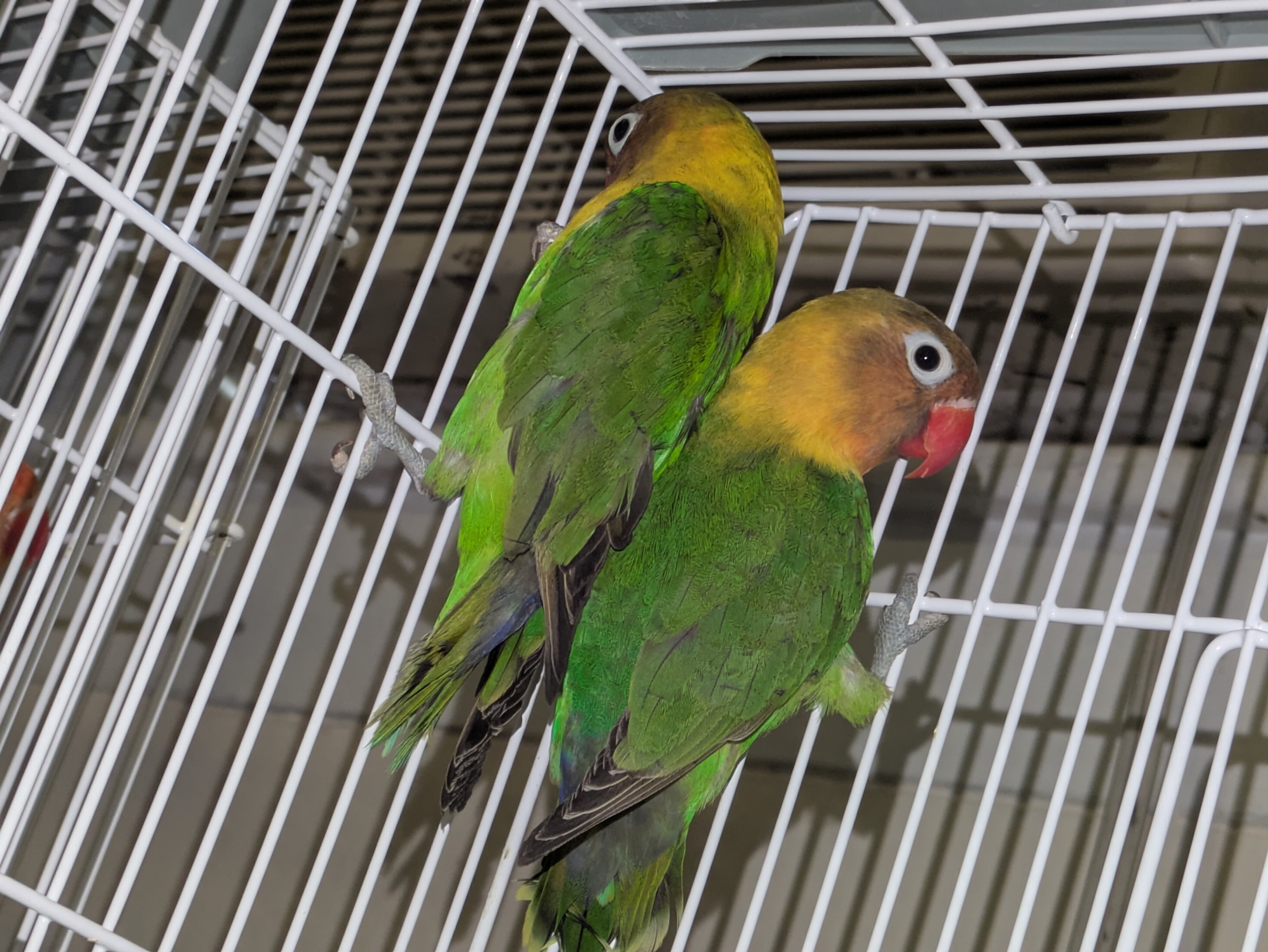 Lovebirds image 6