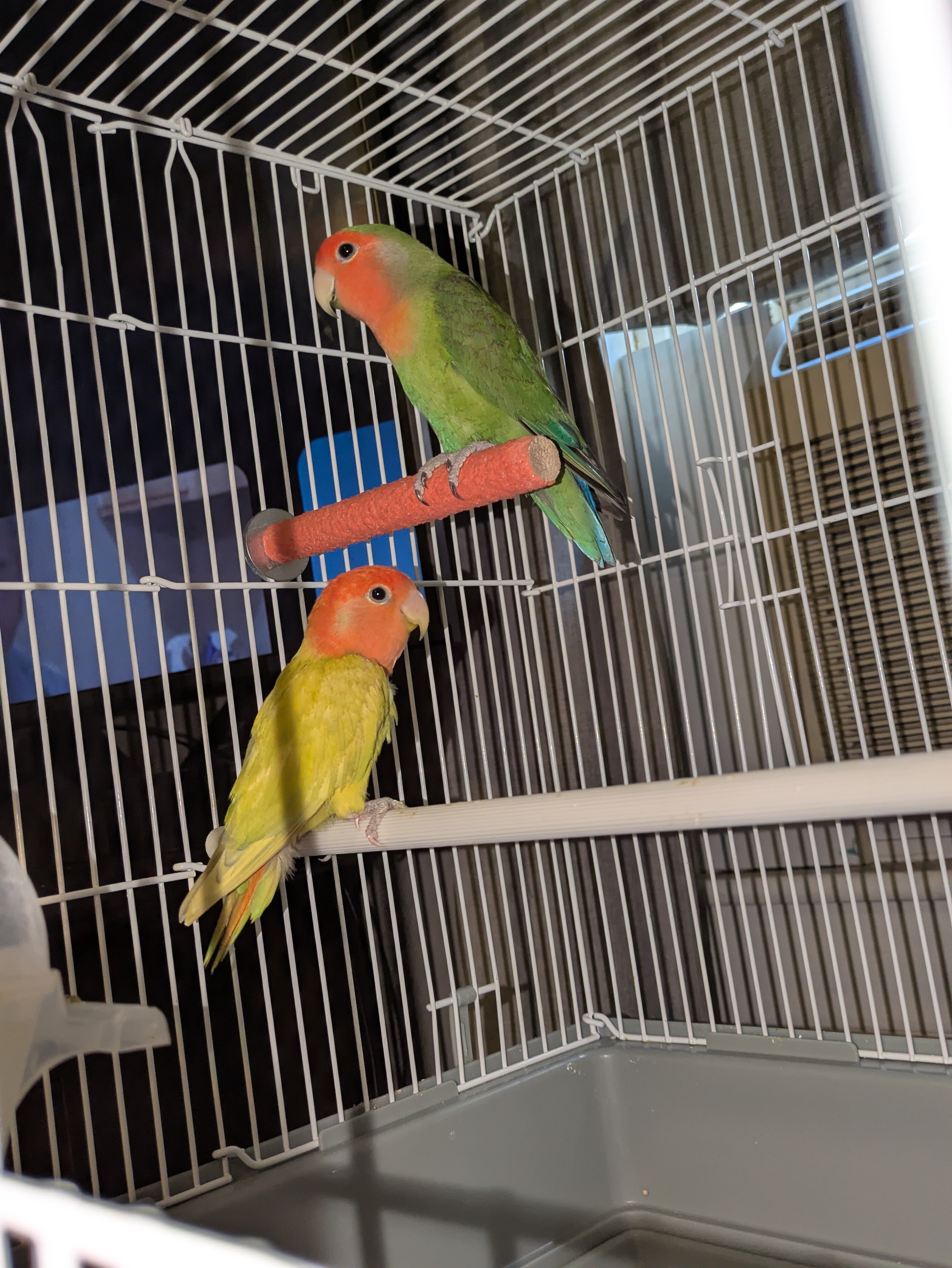 Lovebirds image 5