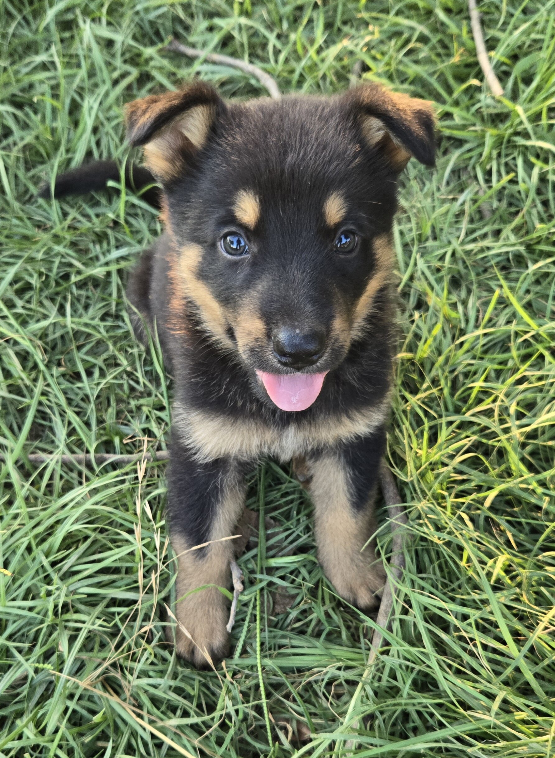 Akc German shepherd puppies image 9