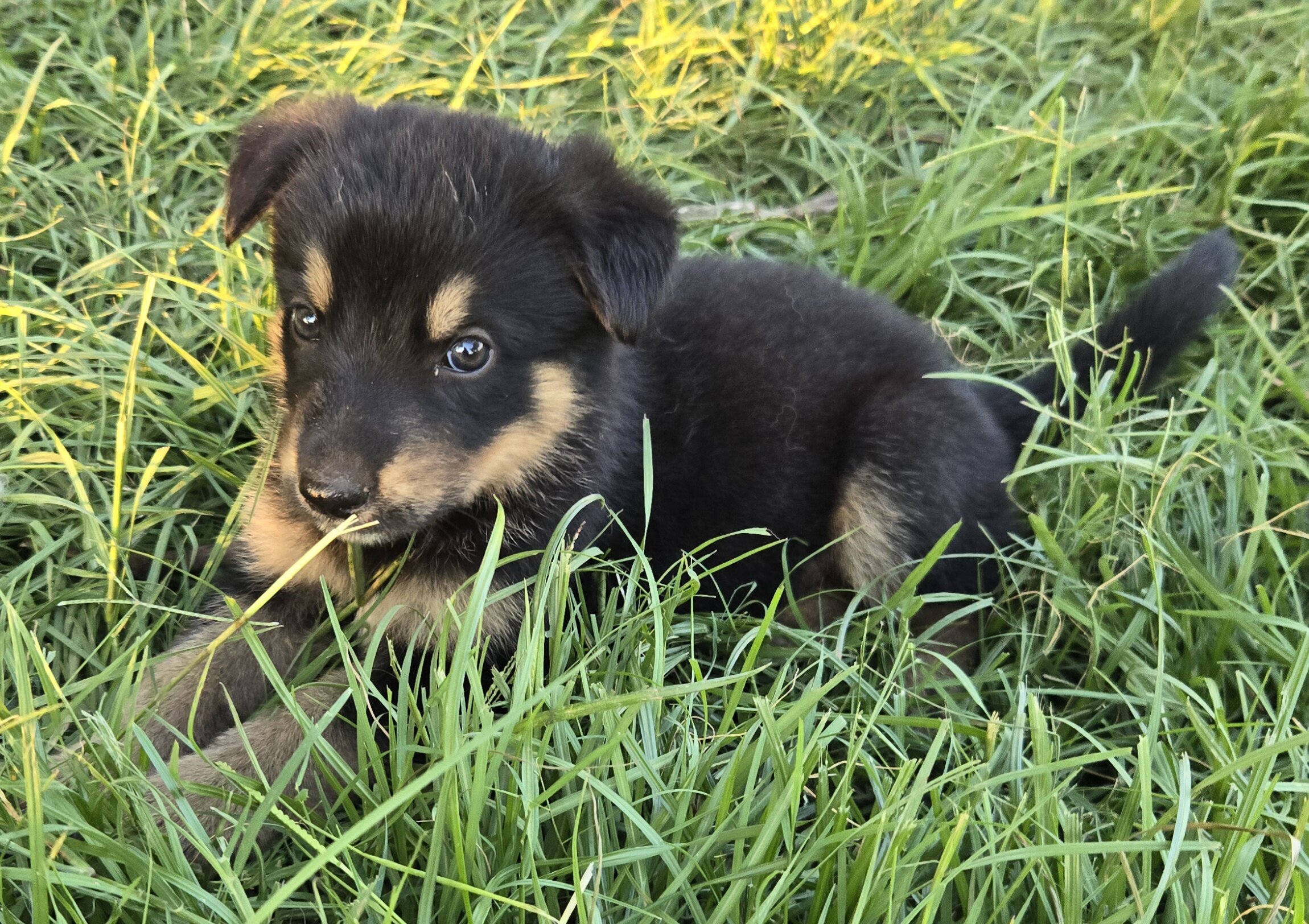 Akc German shepherd puppies image 8